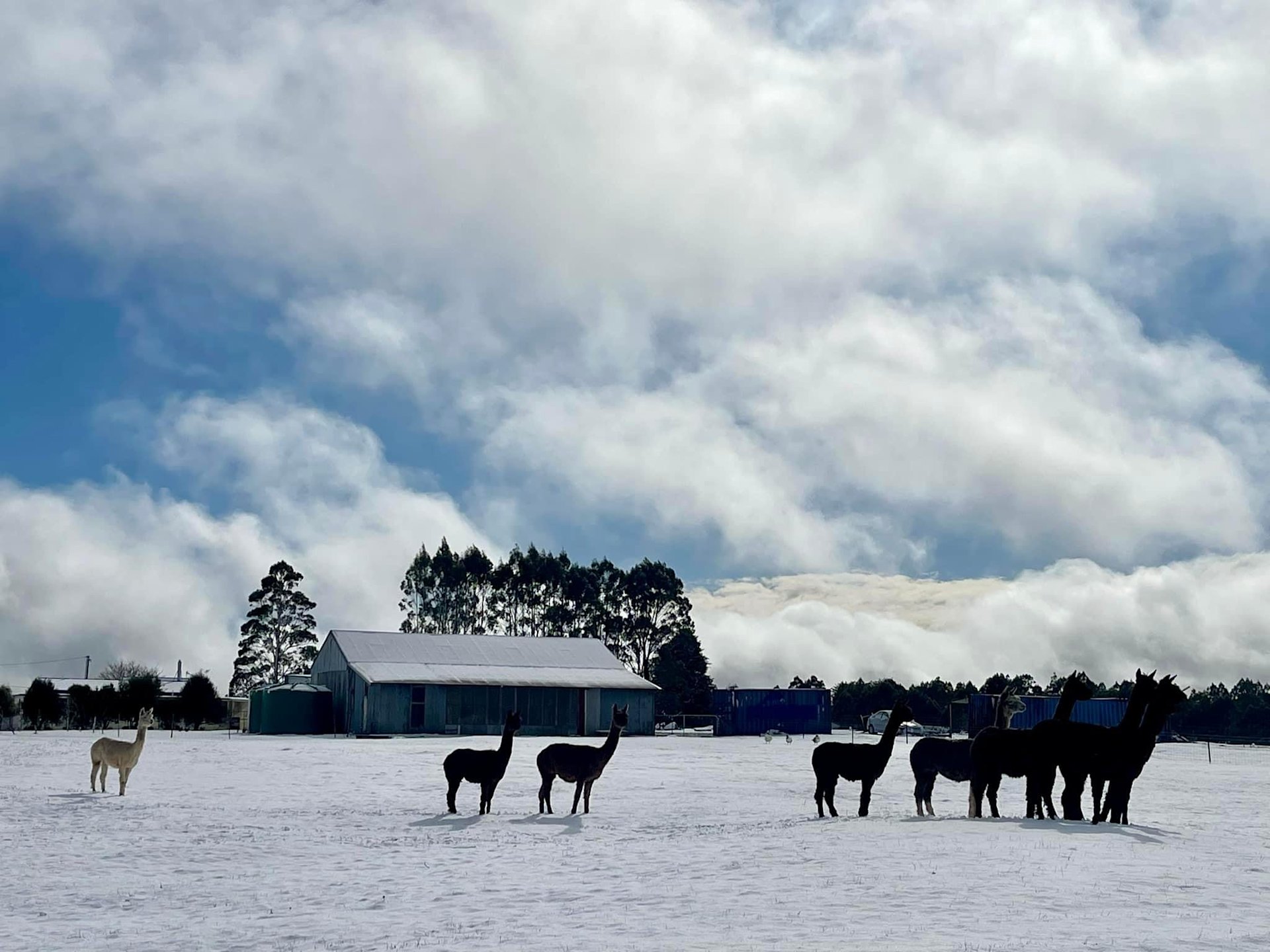 Waratah Alpaca and Pepperberry Farm