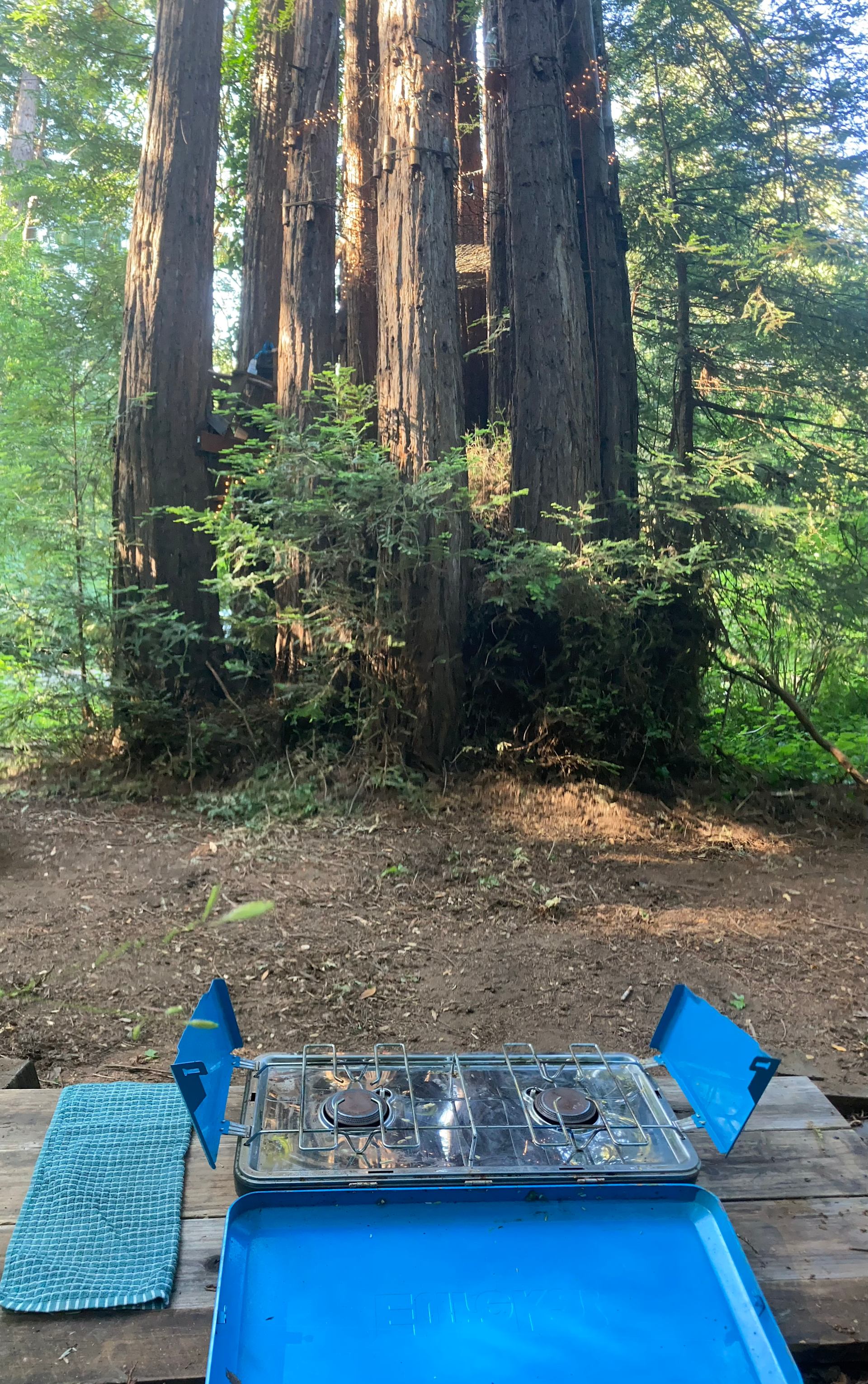 Sleep Up High In A Redwood Tree-net