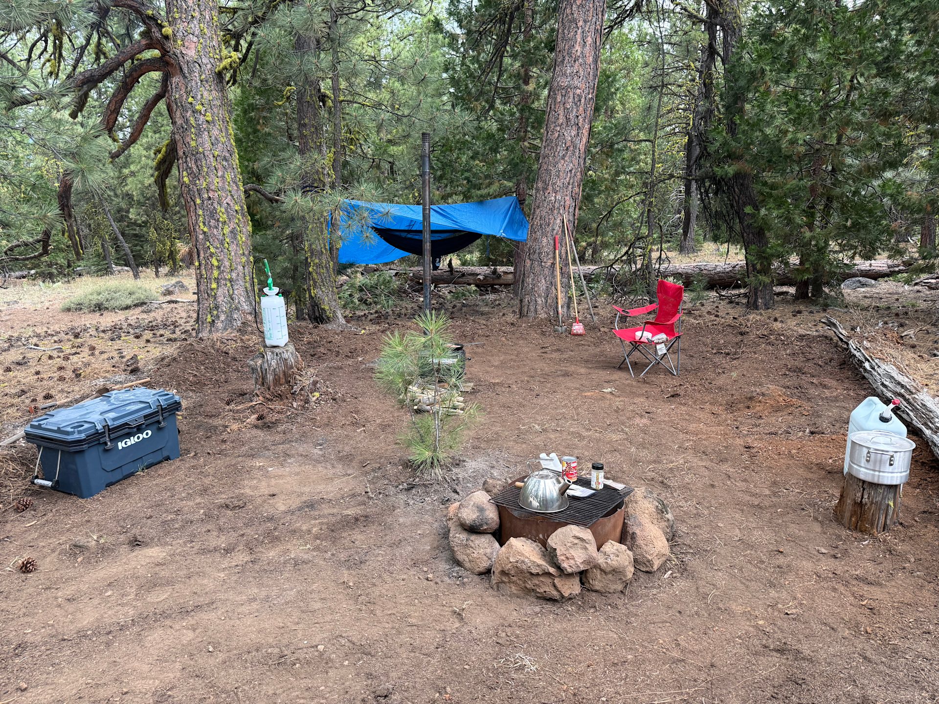 Nestled in the pines … plenty of spots for hammock camping or tent - 