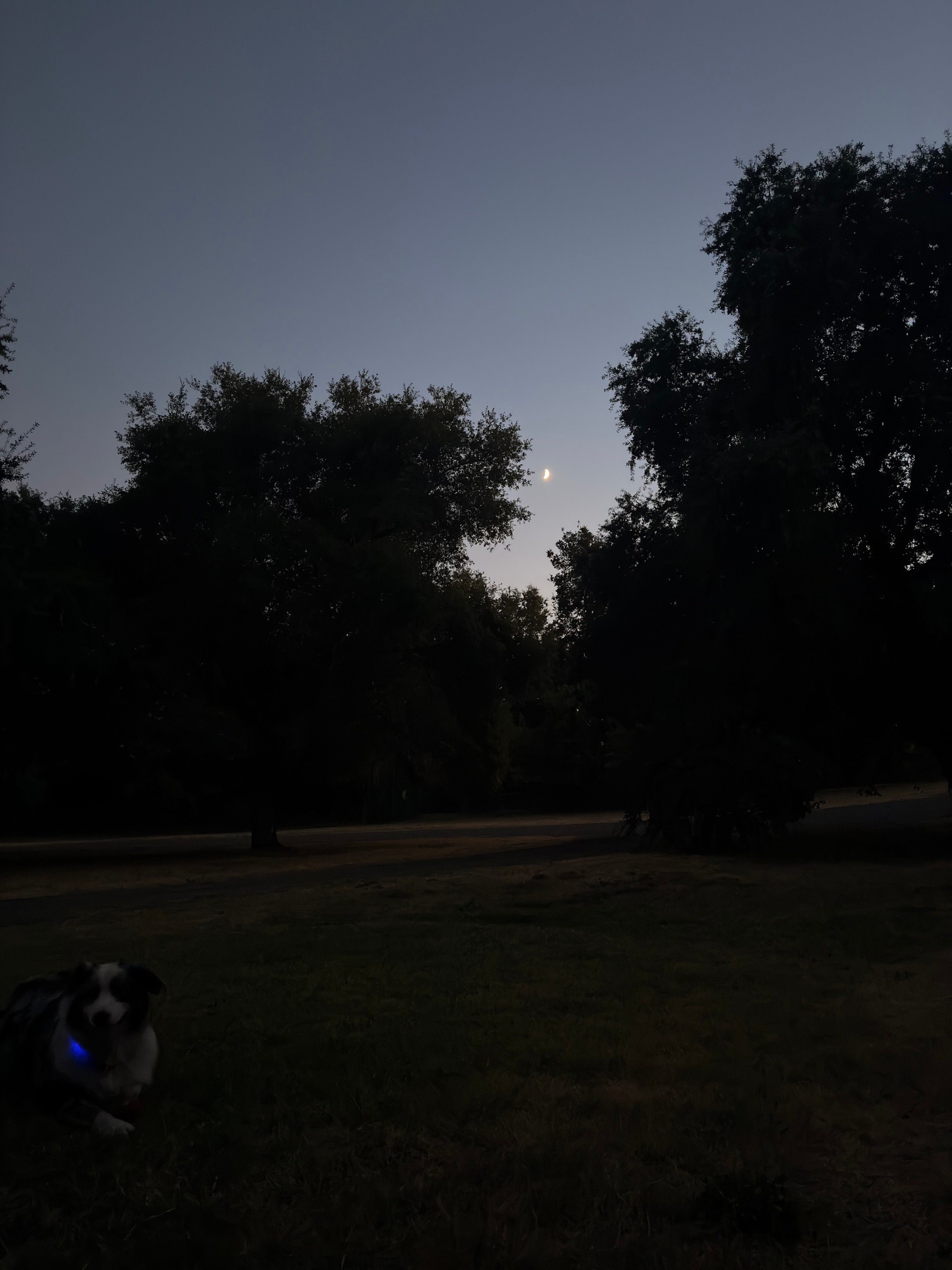 Moon meadow view 