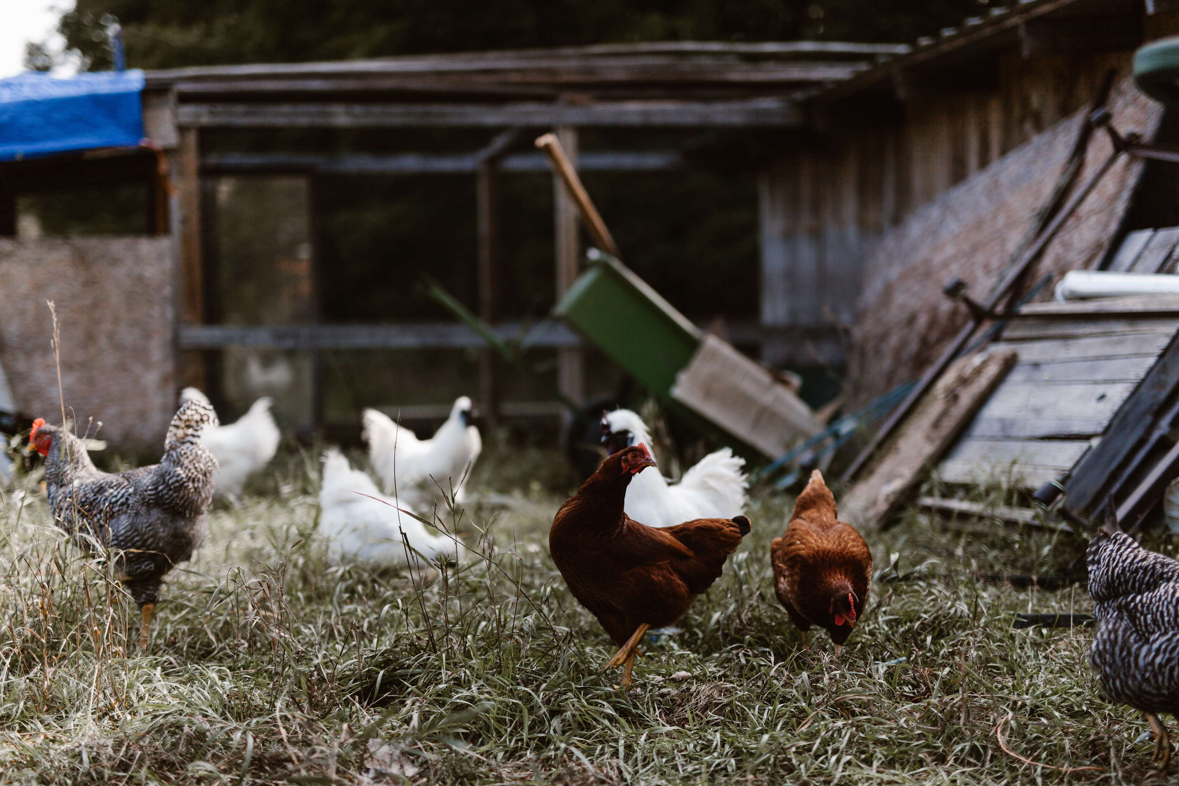 Camp Stonewood Ranch Hipcamp in Fife Lake, Michigan