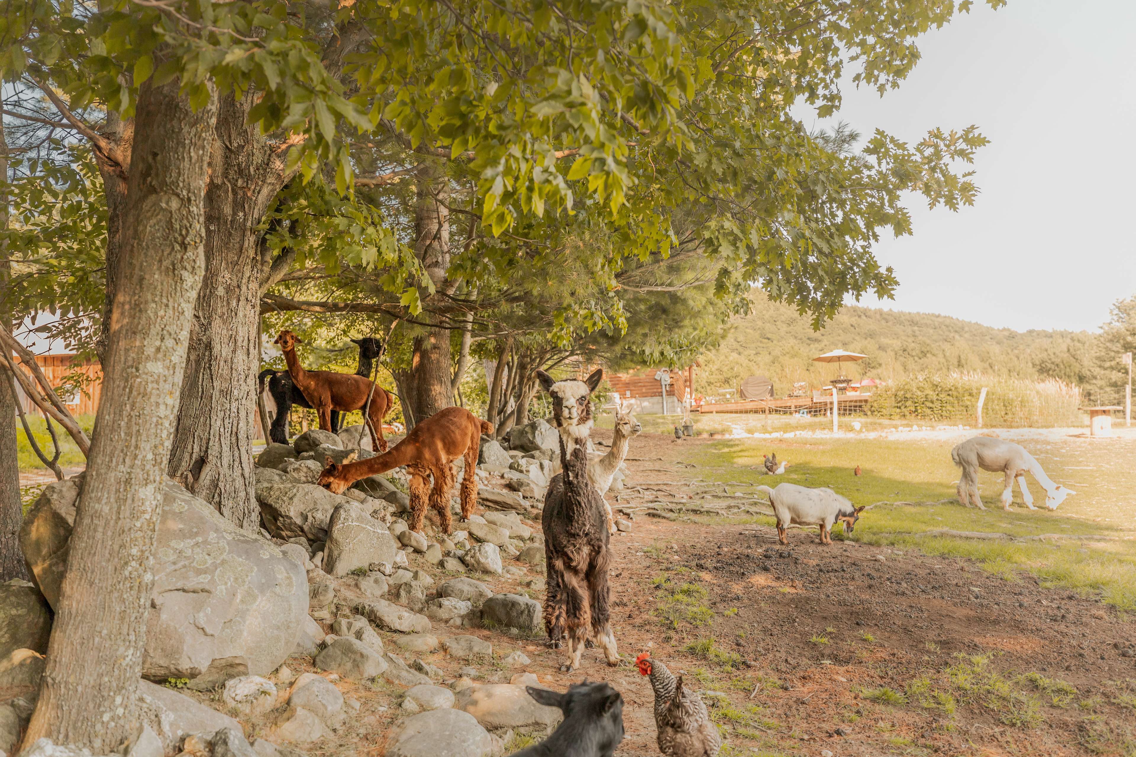 Coy Mountain Camp Hipcamp in Wells, Vermont