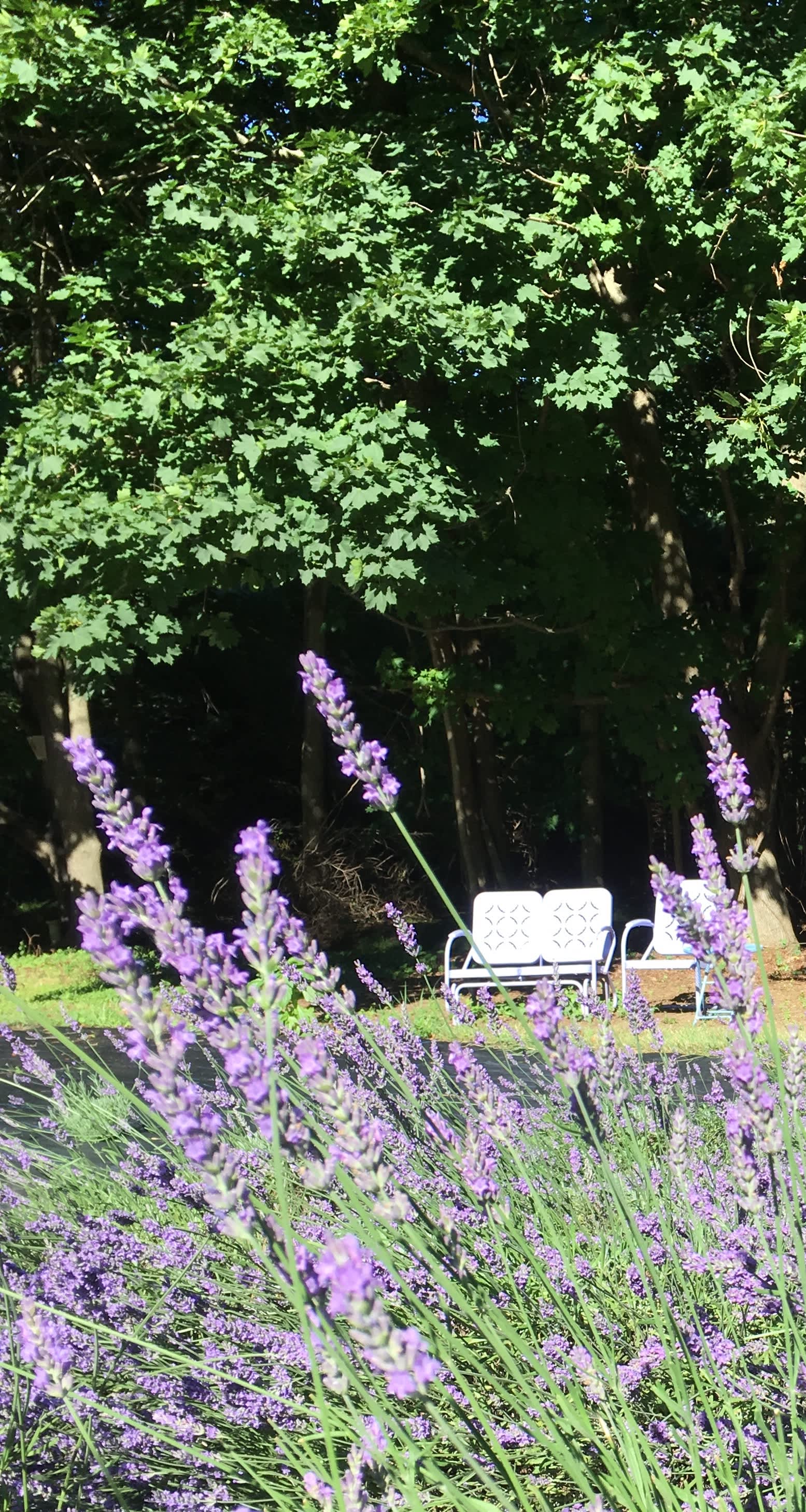 Pleasant Valley Lavender Hipcamp in New Jersey