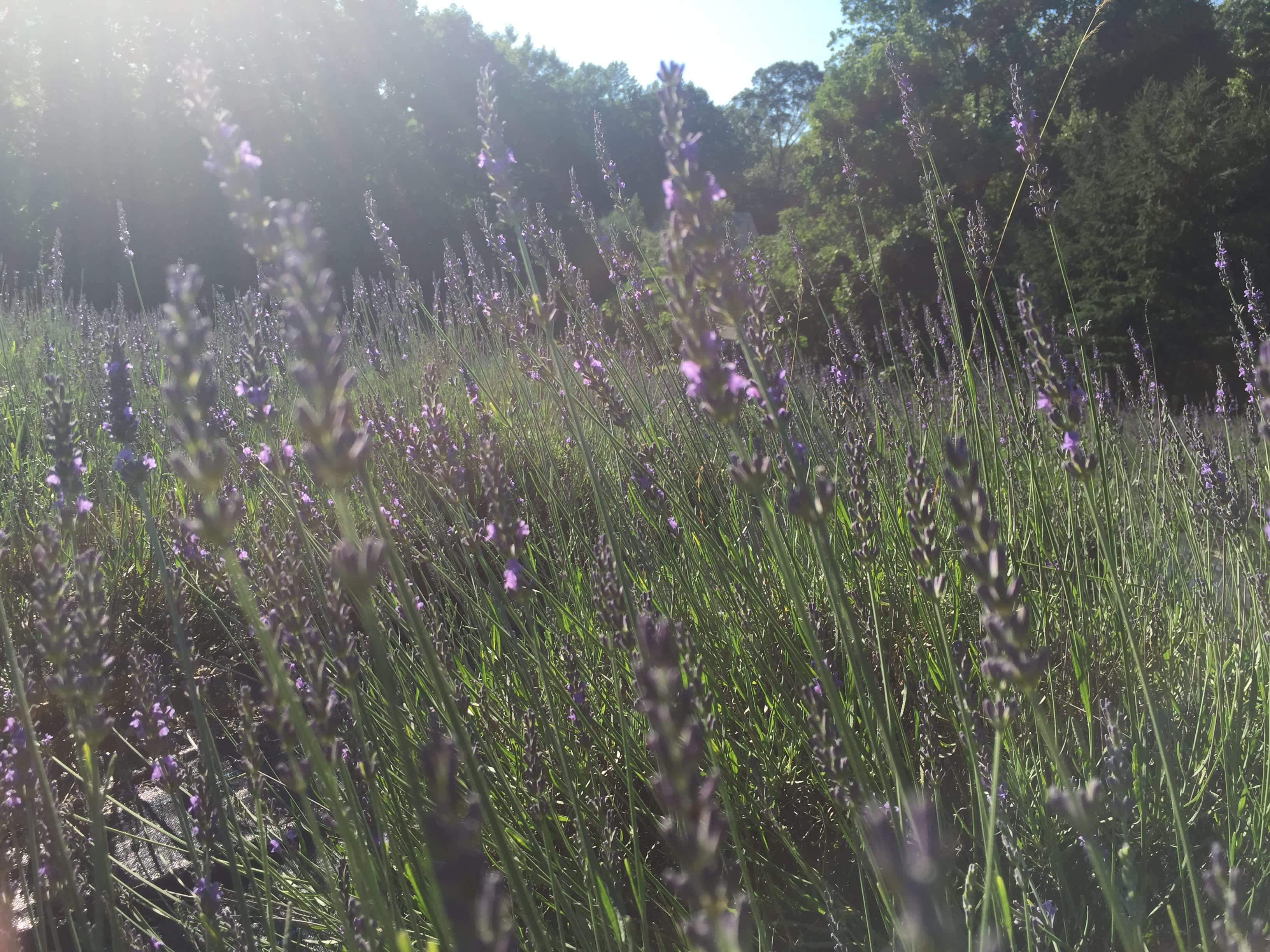 Pleasant Valley Lavender Hipcamp in New Jersey