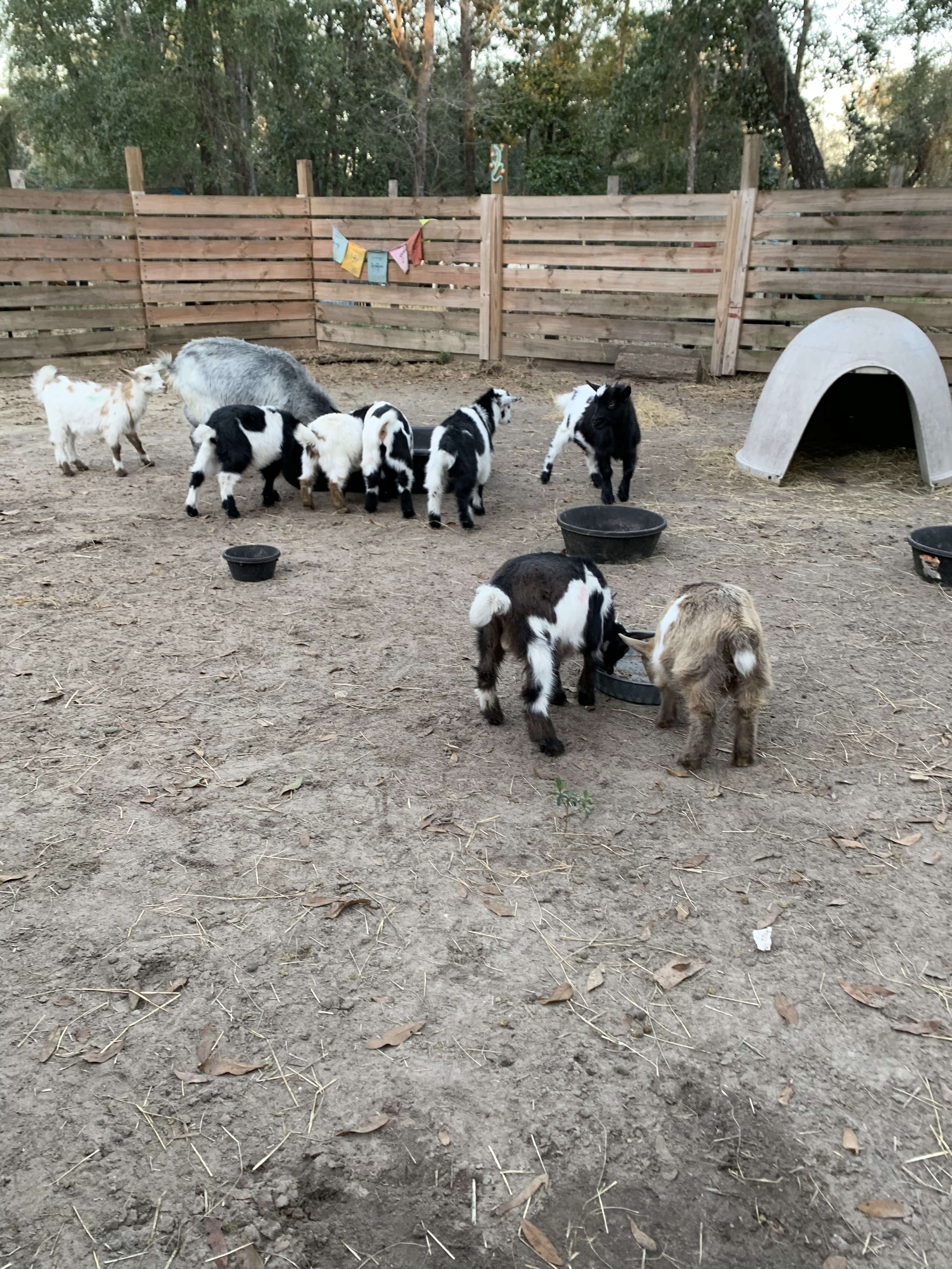 Goat House Farm Hipcamp in Tallahassee, Florida