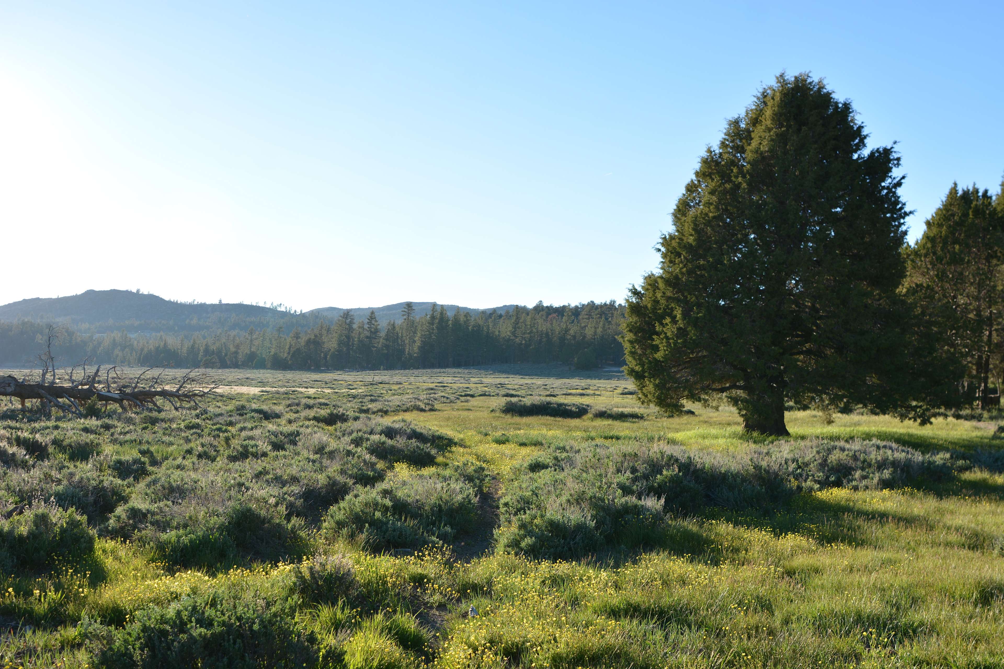 Valley Ranch Hipcamp in Fawnskin, California