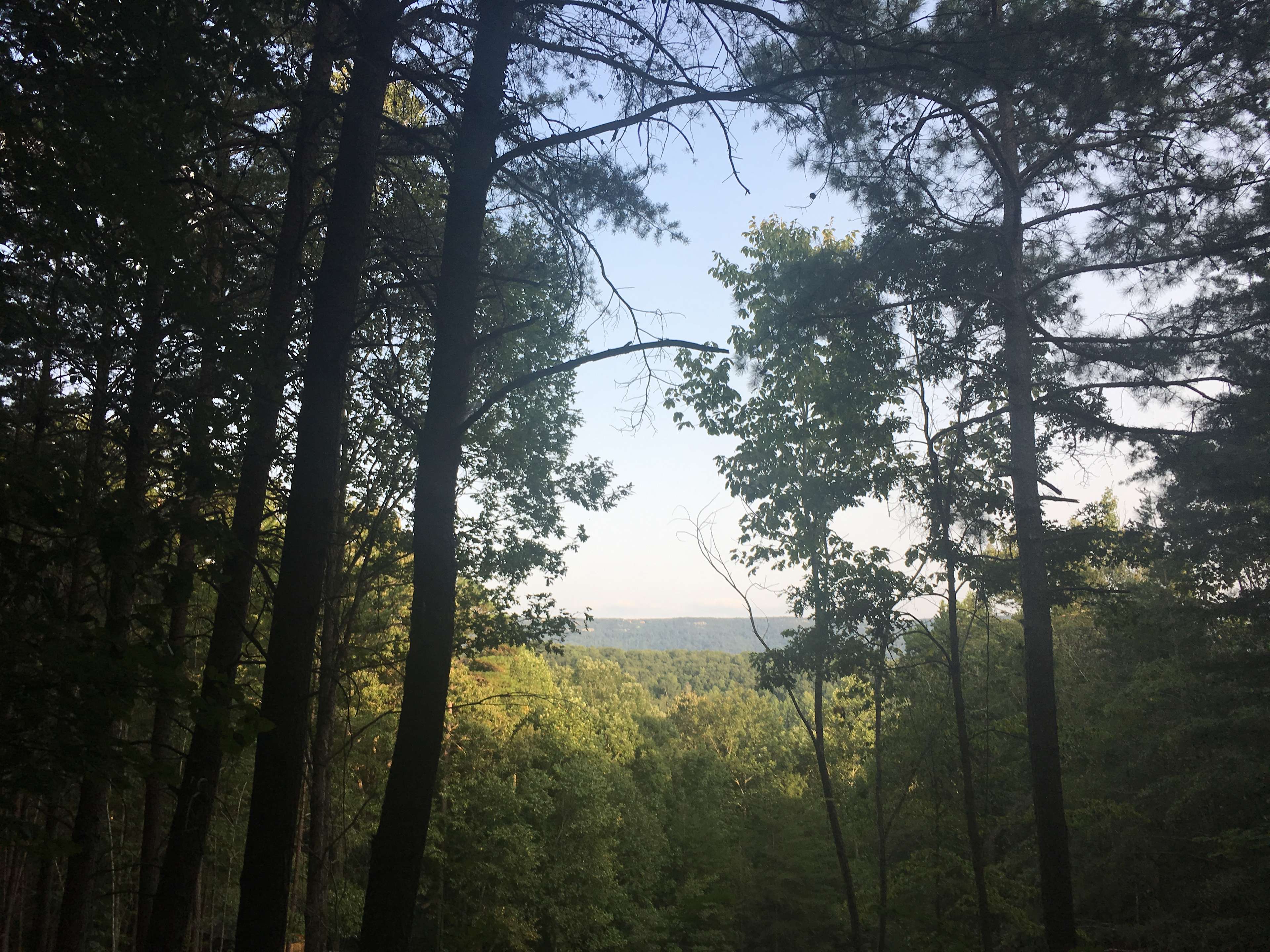 Forest at Sand Mountain Hipcamp in ,
