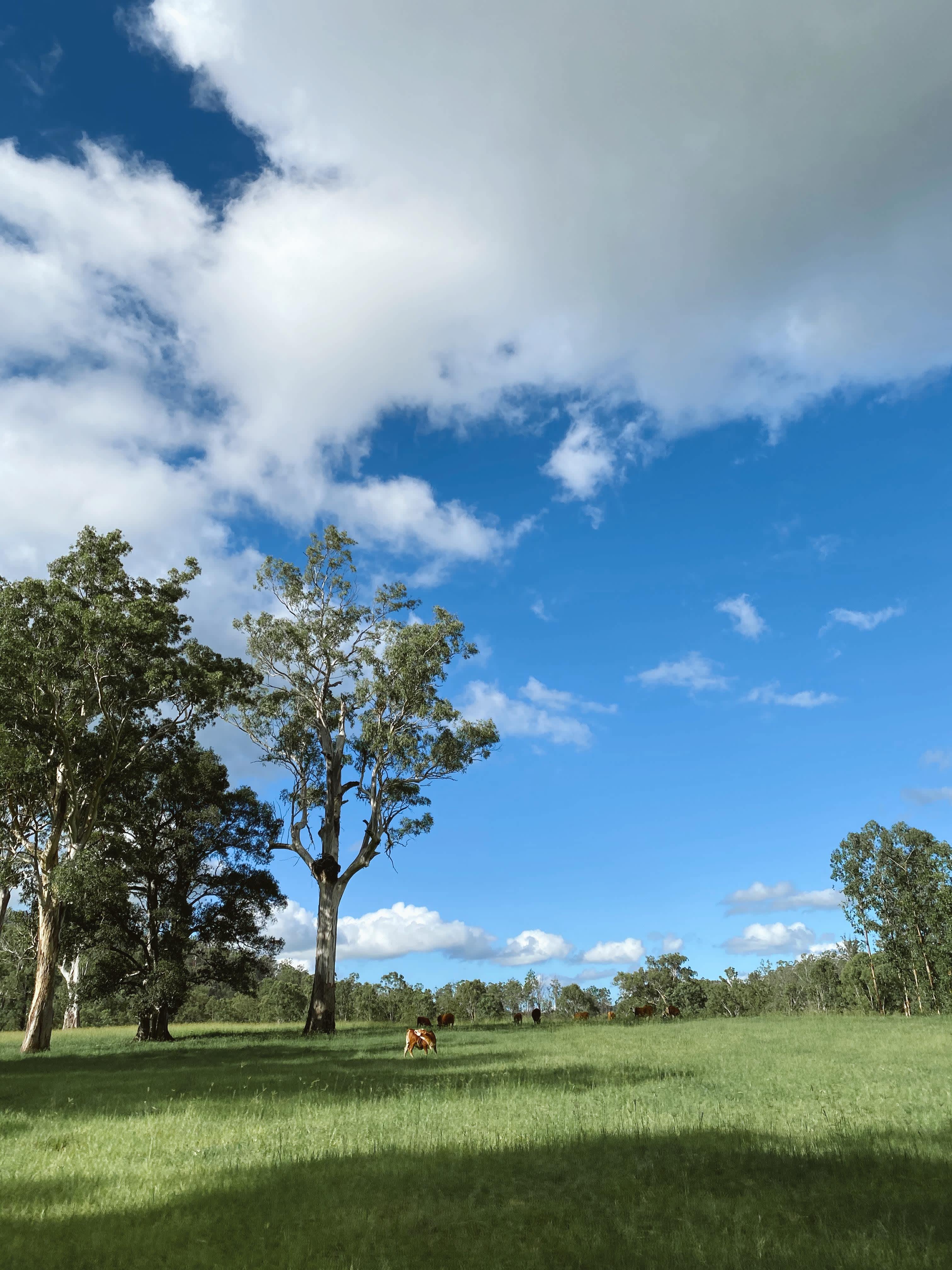 On the Clarence Camping Hipcamp in Lower Duck Creek, New South Wales