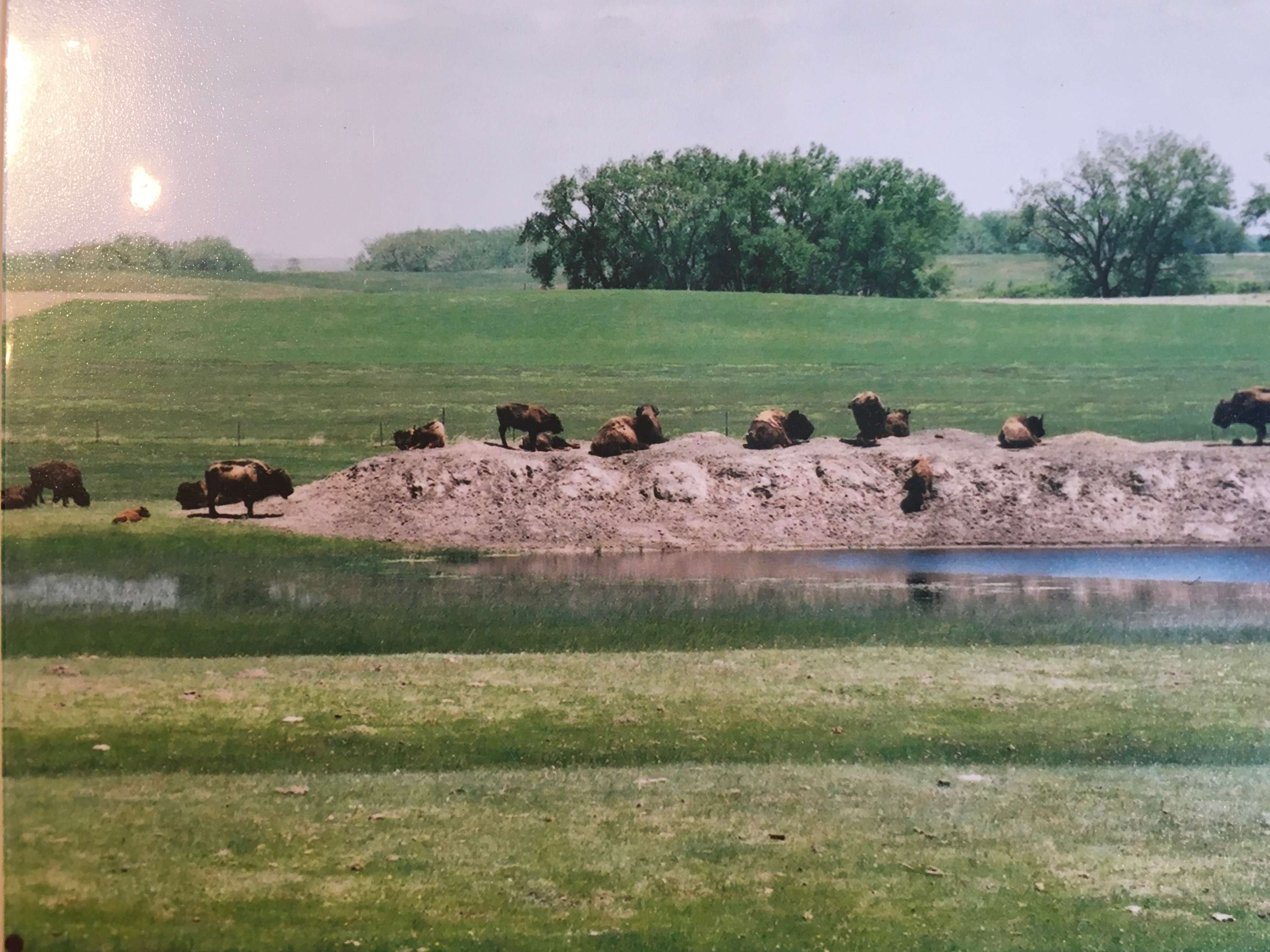 Steinke Ranch Buffalo Hipcamp in Colome, South Dakota