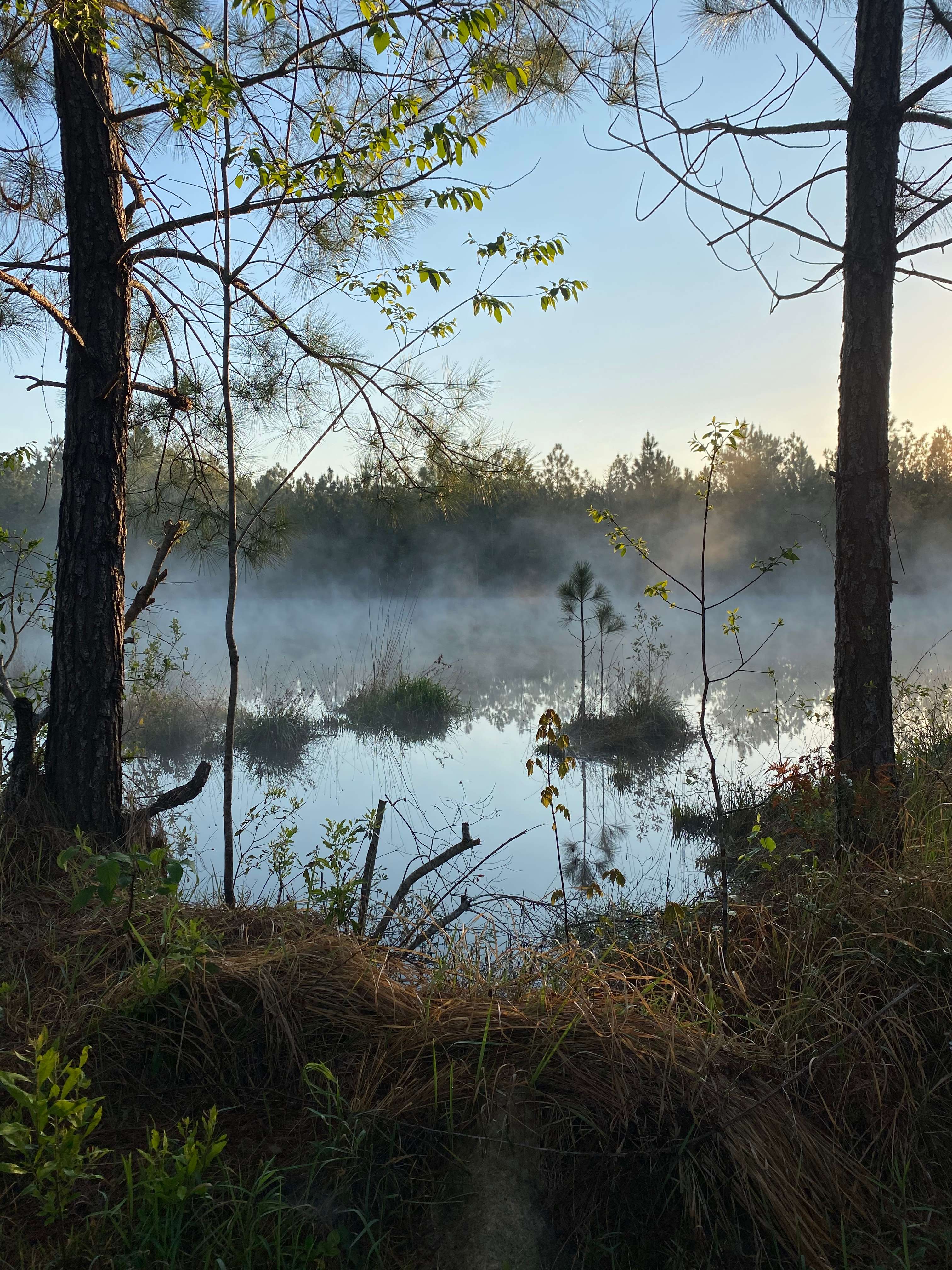 The Escape Hipcamp in Perkinston, Mississippi