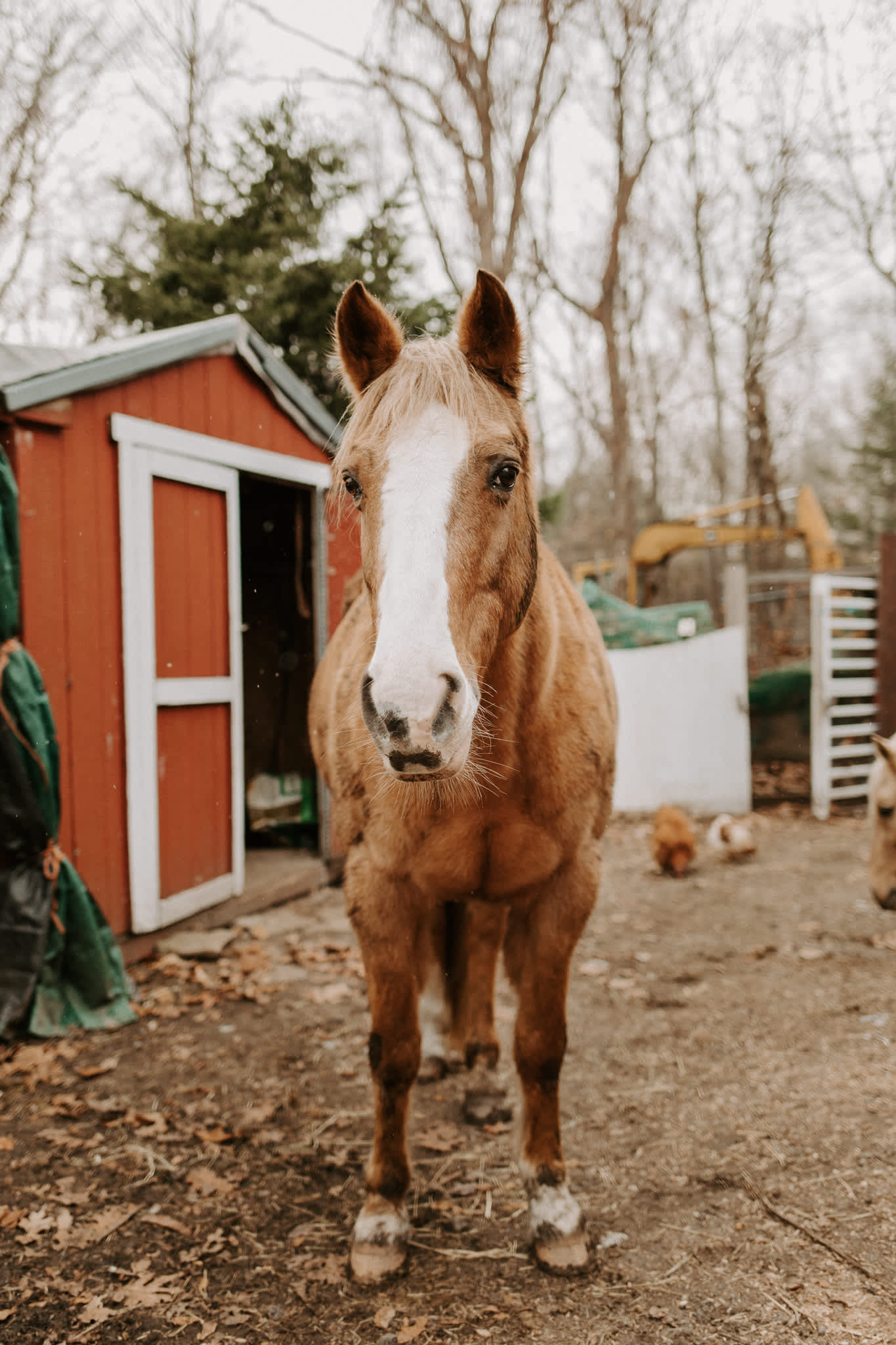 Humble Farm with Simplicity Hipcamp in Higganum, Connecticut