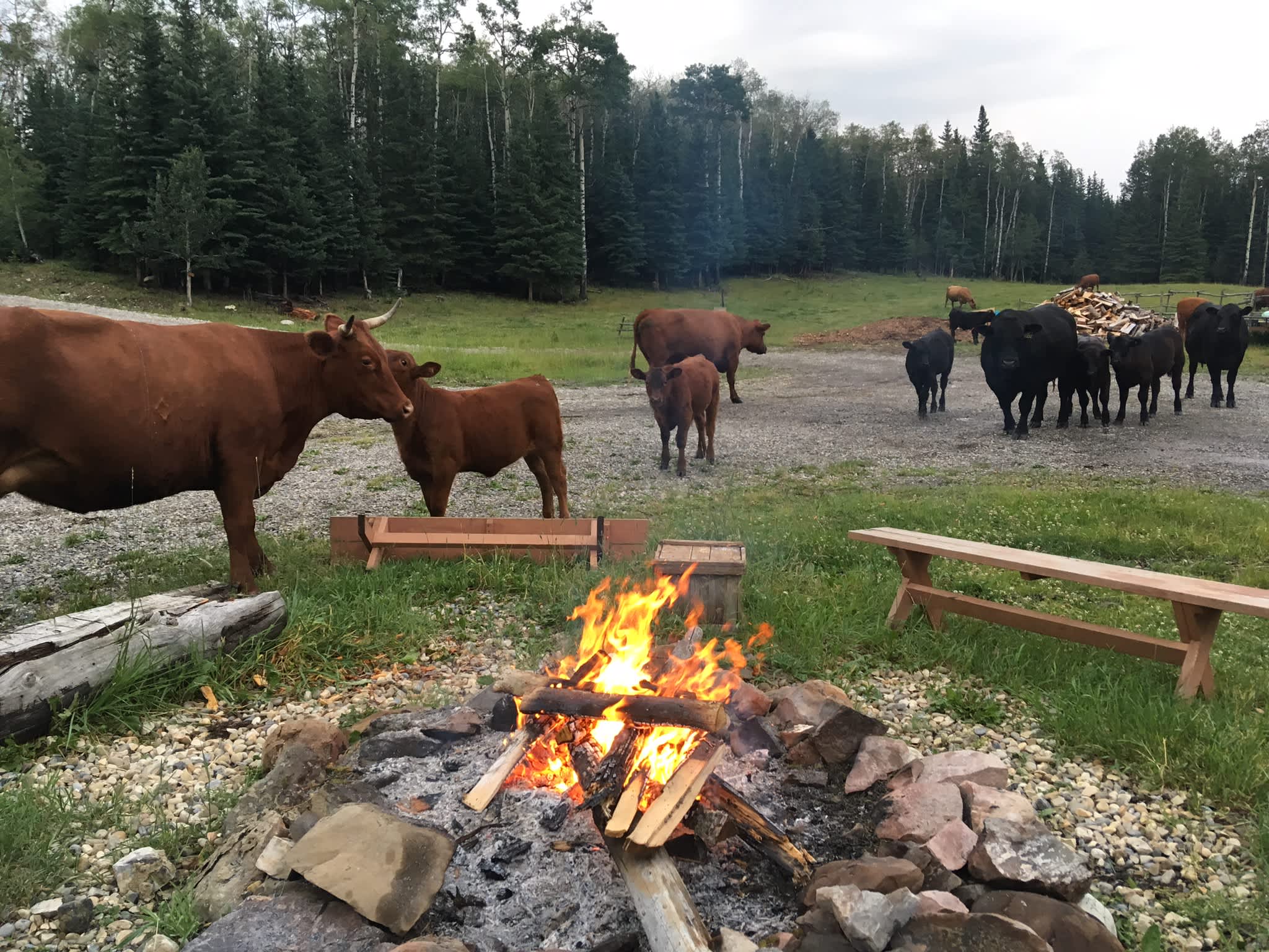 Cattle Ranch in the Foothills - Hipcamp in , Alberta