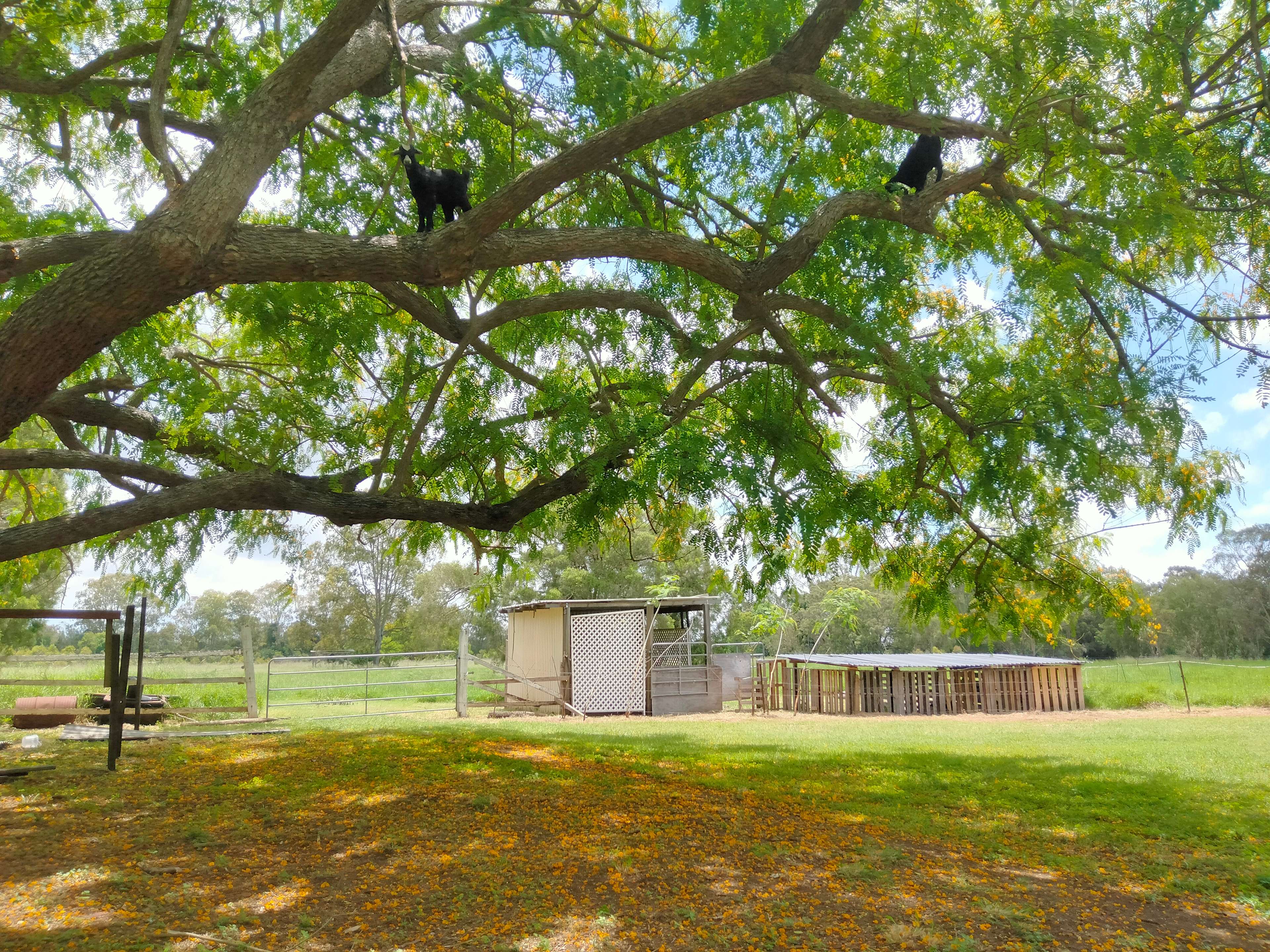 Riverside Farm Hipcamp in Brisbane, Queensland