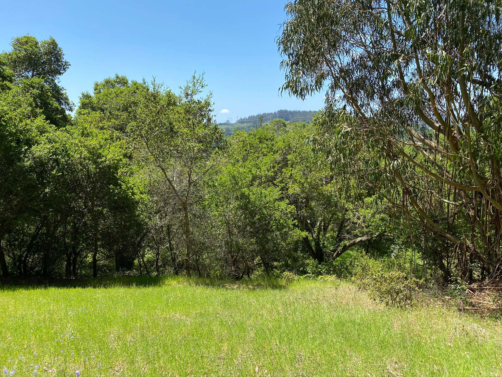 Grey Oaks Hipcamp in Aromas, California