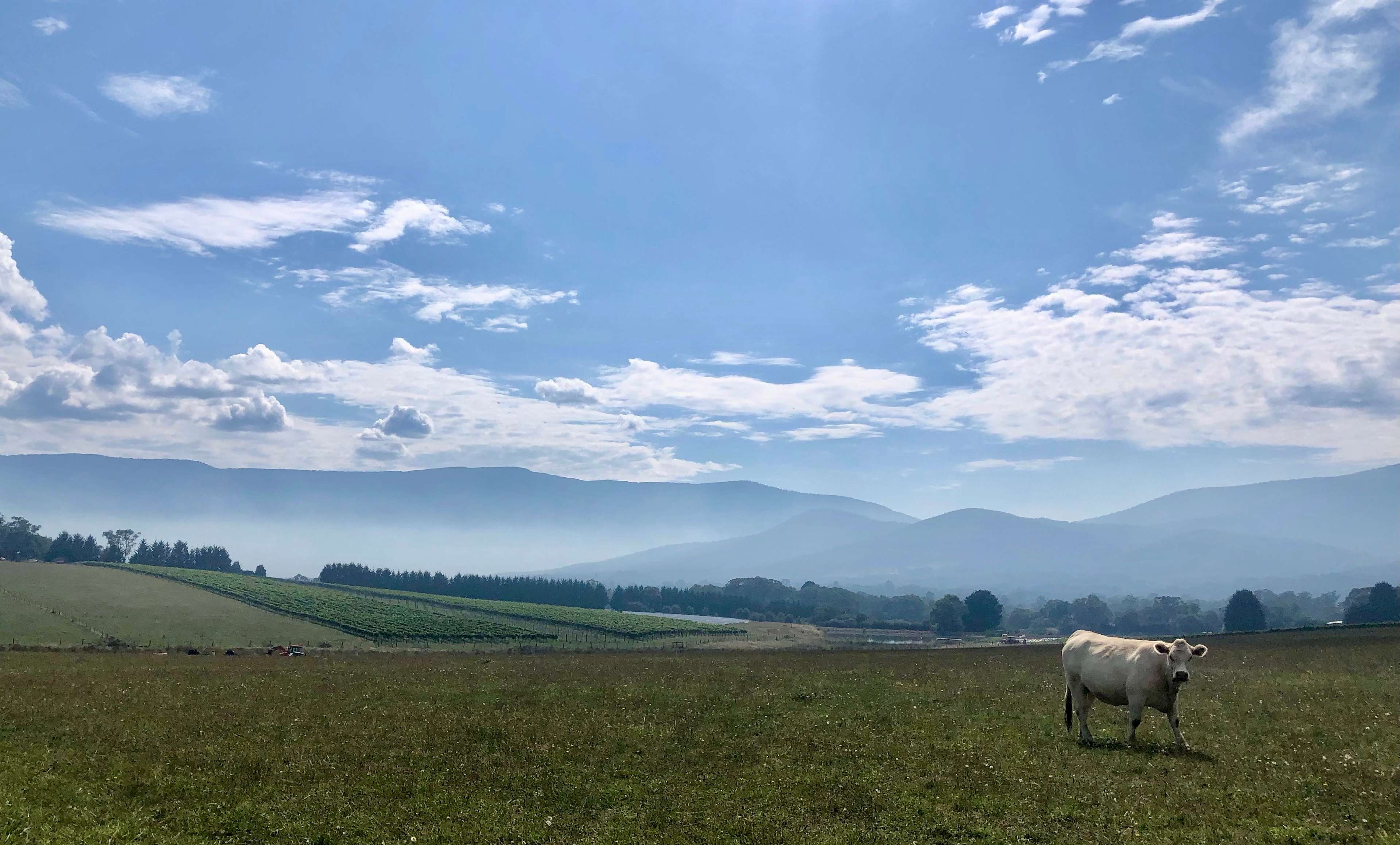 Summerhill Vineyard Hipcamp in Yarra Junction Wesburn, Victoria