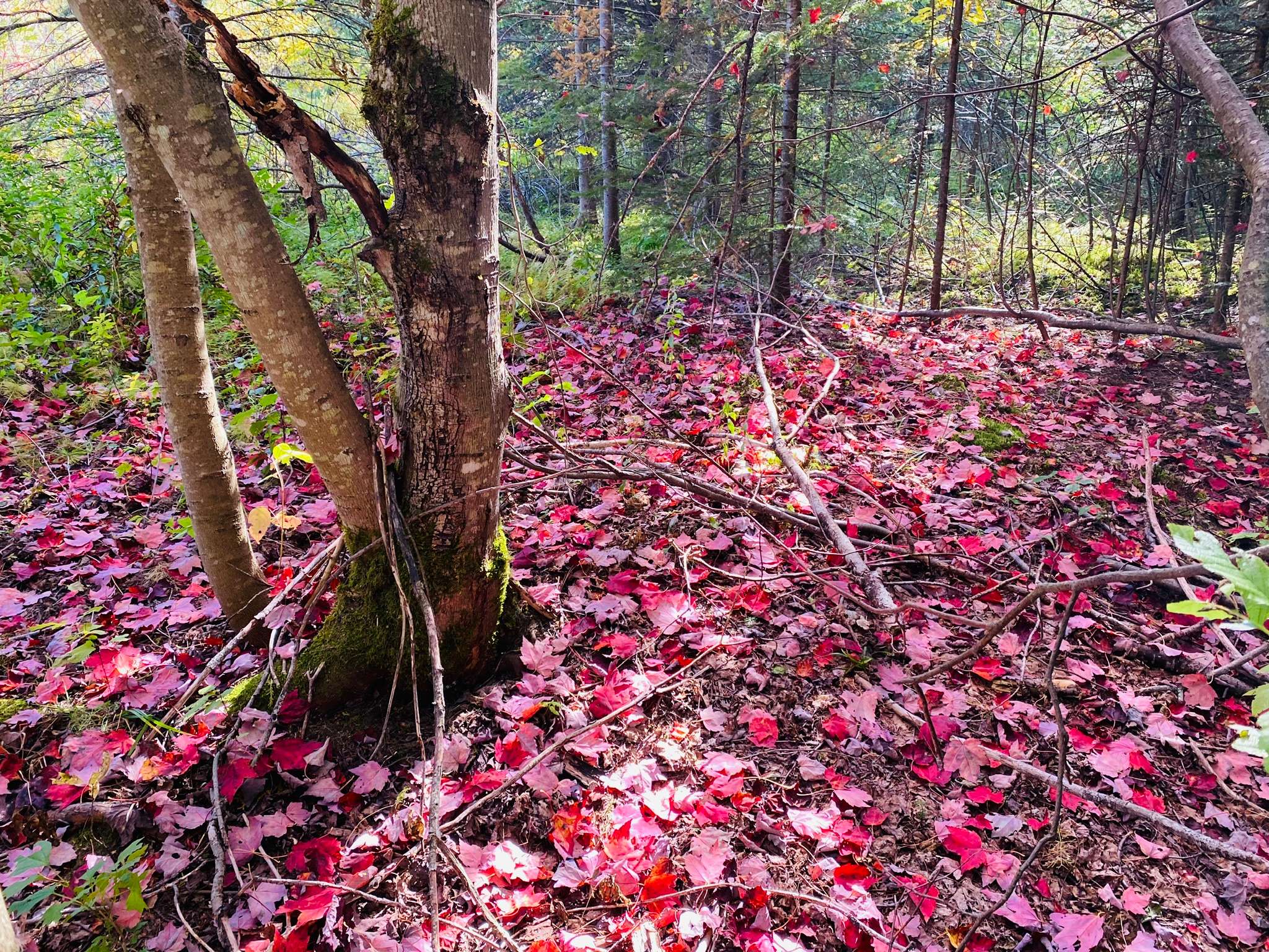 Beach Hill Meadow Hipcamp in West Glover, Vermont