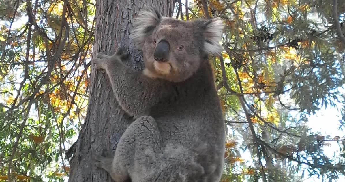 Aintree Farm Organics. Hipcamp in , Victoria