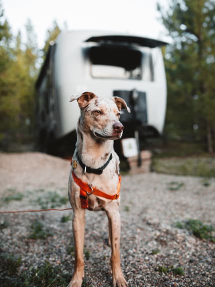 Pet friendly