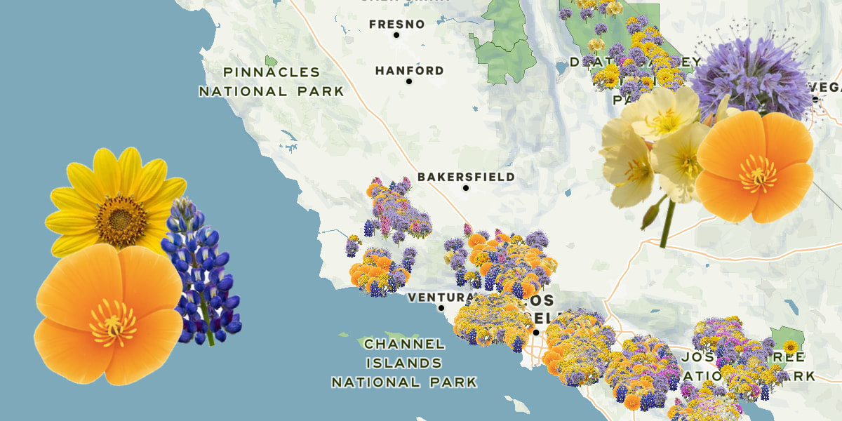 Where to camp during the 2026 California Superbloom.