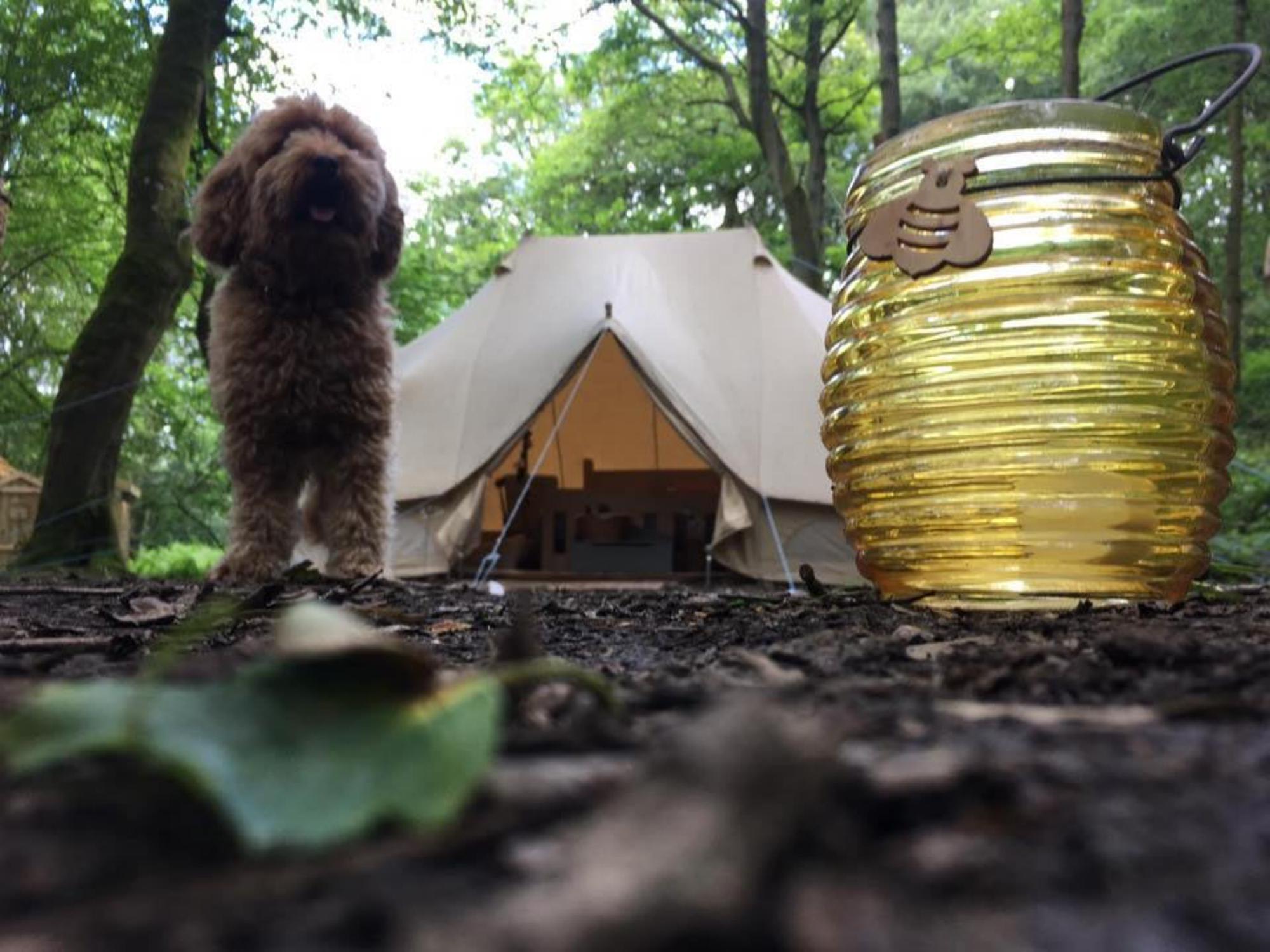 Secret Wood Glamping