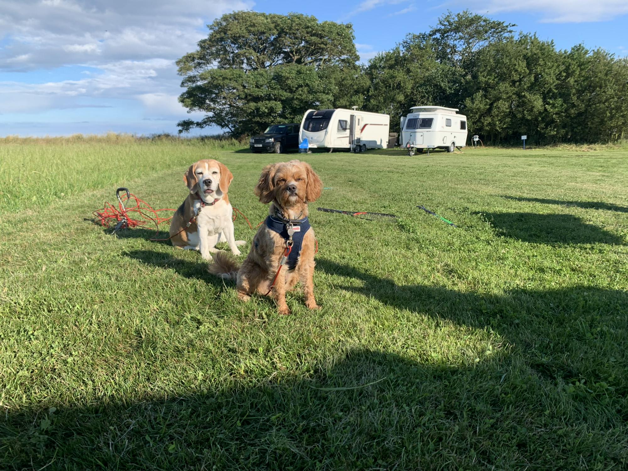 The Grove@Creekside Grass Electric Tent Pitch