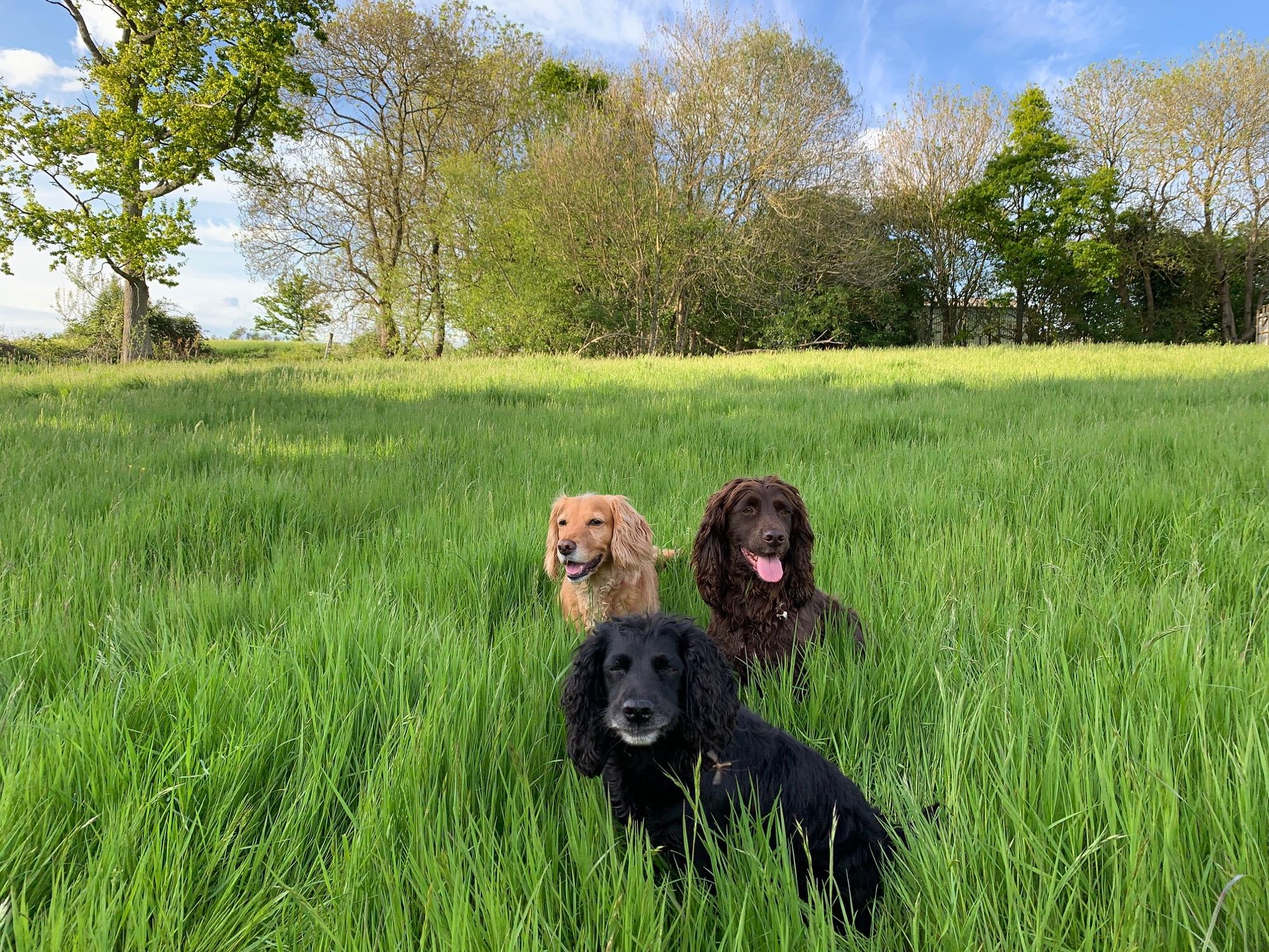 Dogs are welcome at Star Field Glamping & Camping, with up to three permitted per pitch.