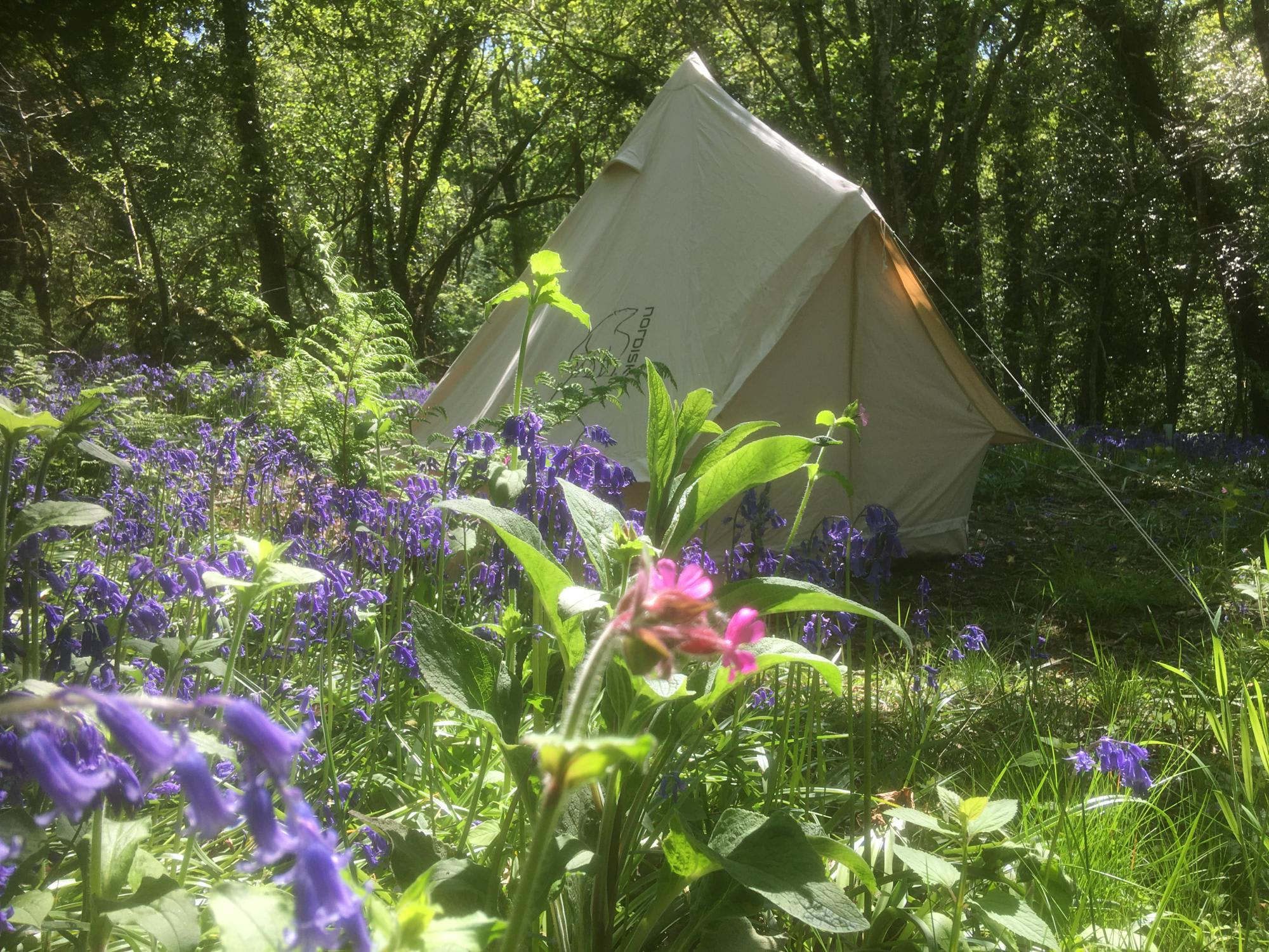 A tent pitch among the trees at Cilrath Wood Camping in Pembrokeshire.