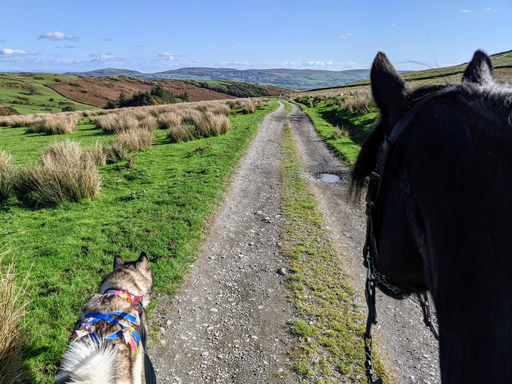 Hazel Mount Fellside, local bridleway