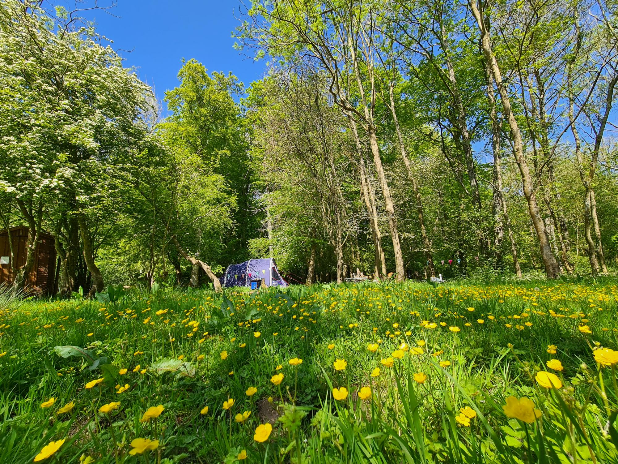 Wytch Wood Camping