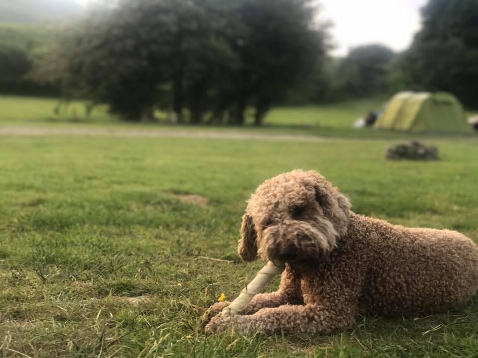 Baystone Bank Farm Campsite