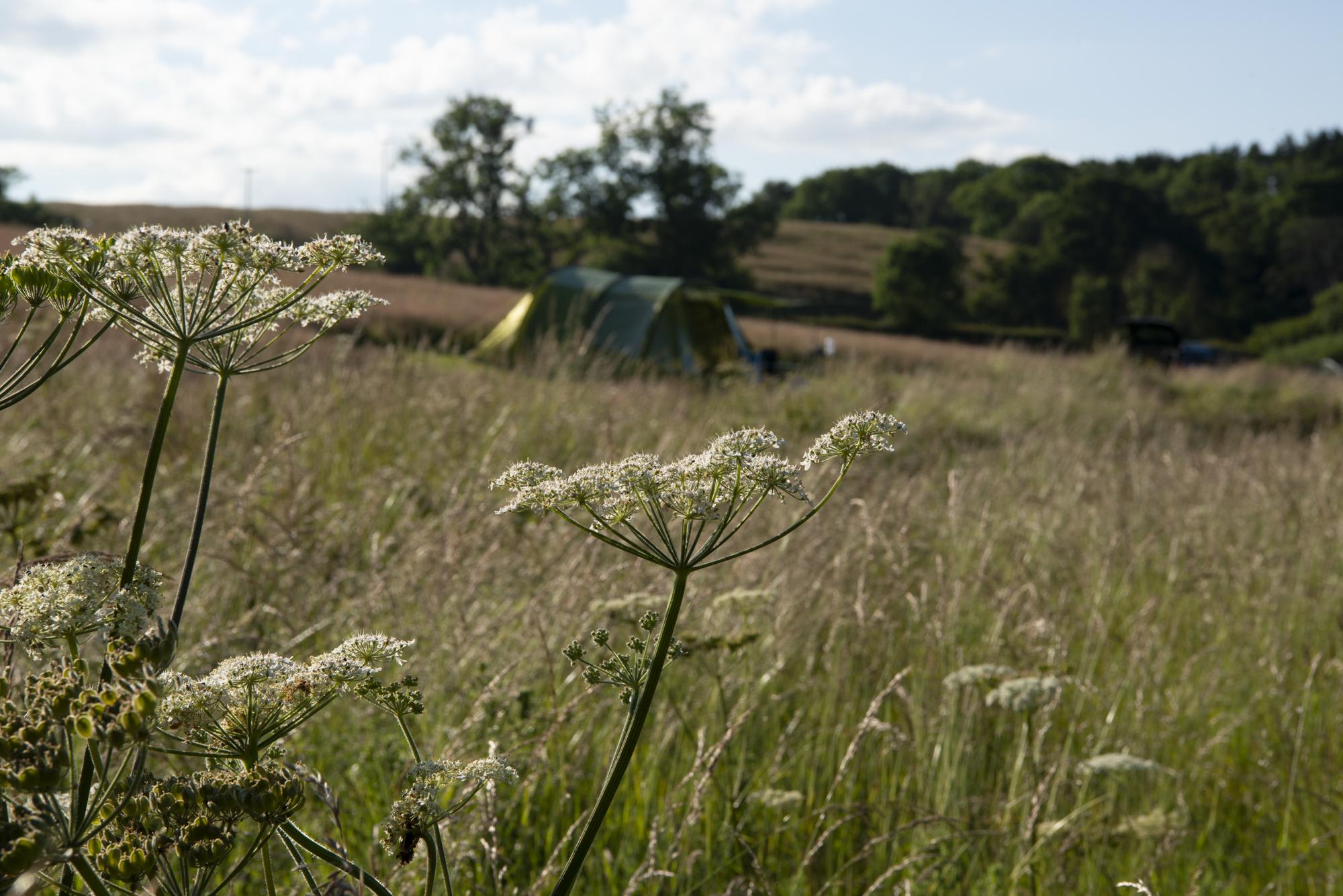 Walkmill Campsite