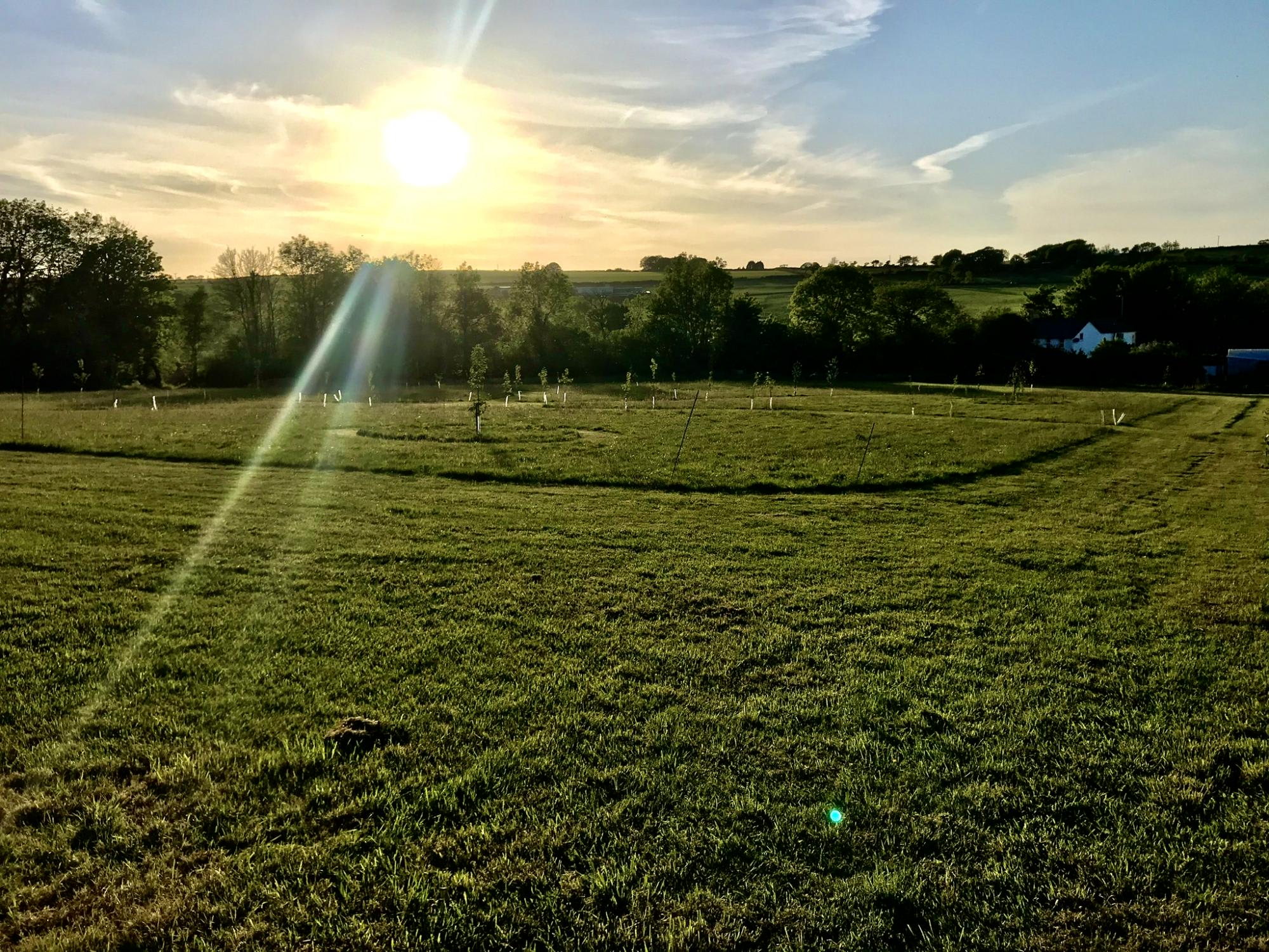 Wild Meadow Camping