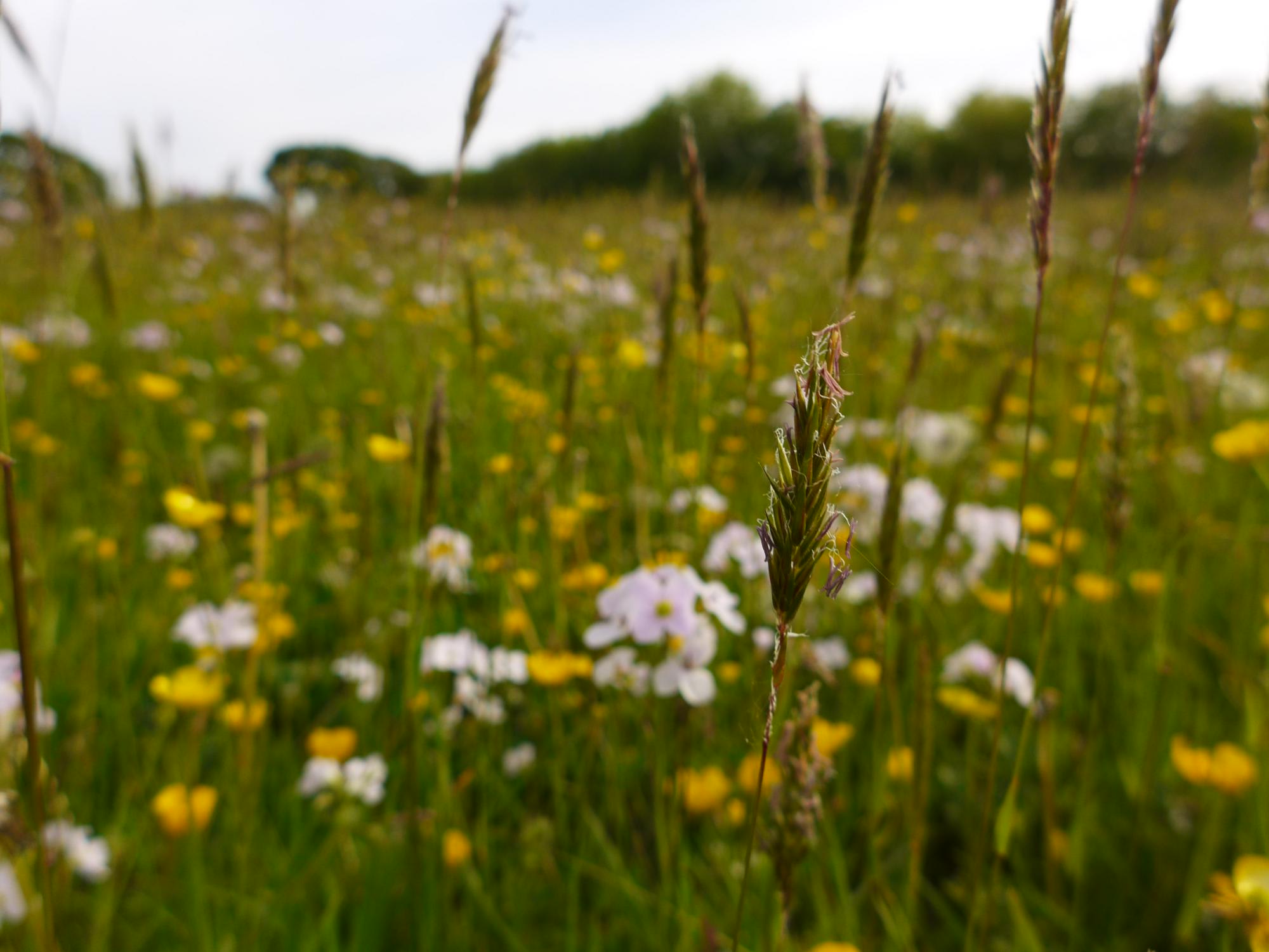 Bakesdown Farm Camping