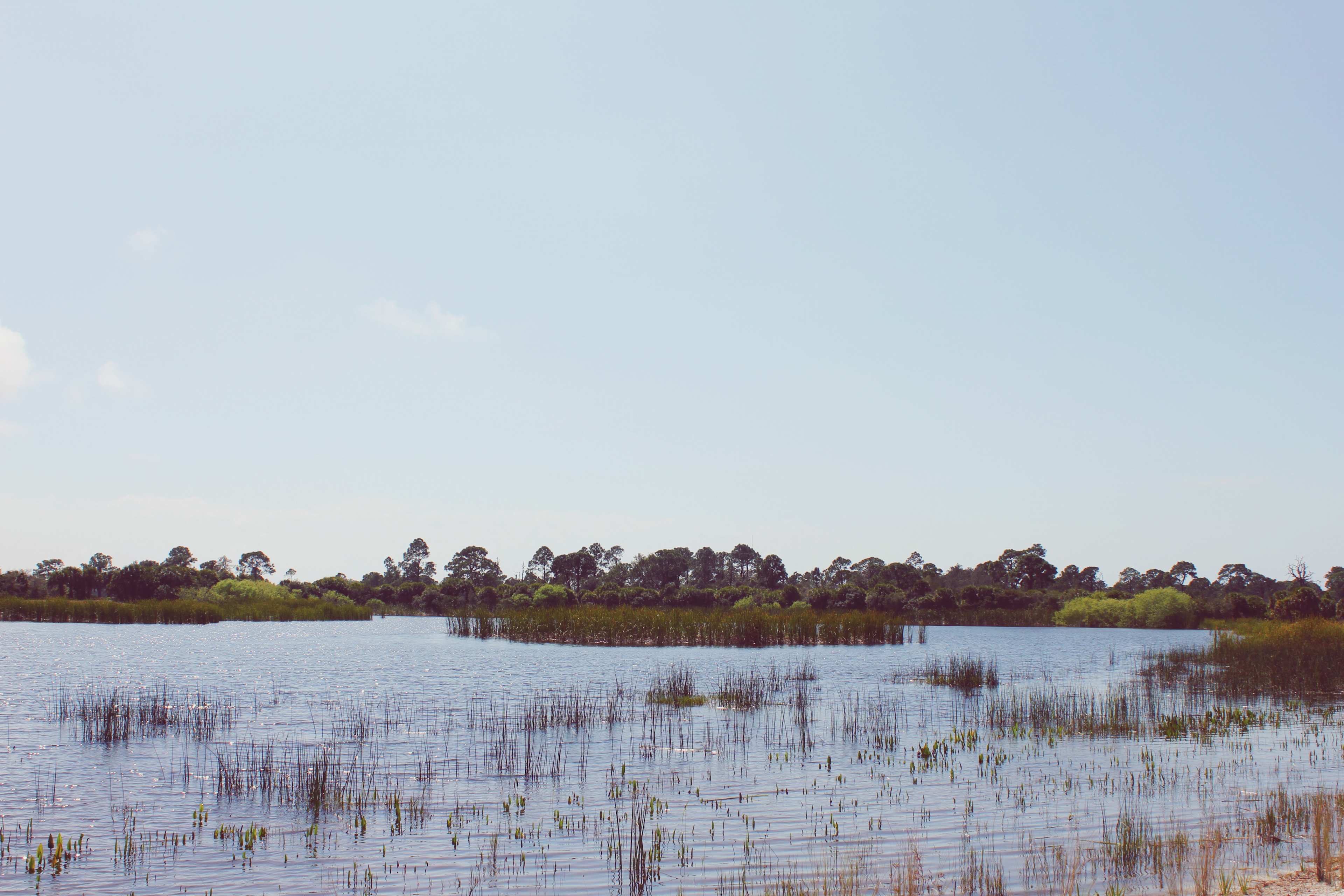 Oscar Scherer State Park