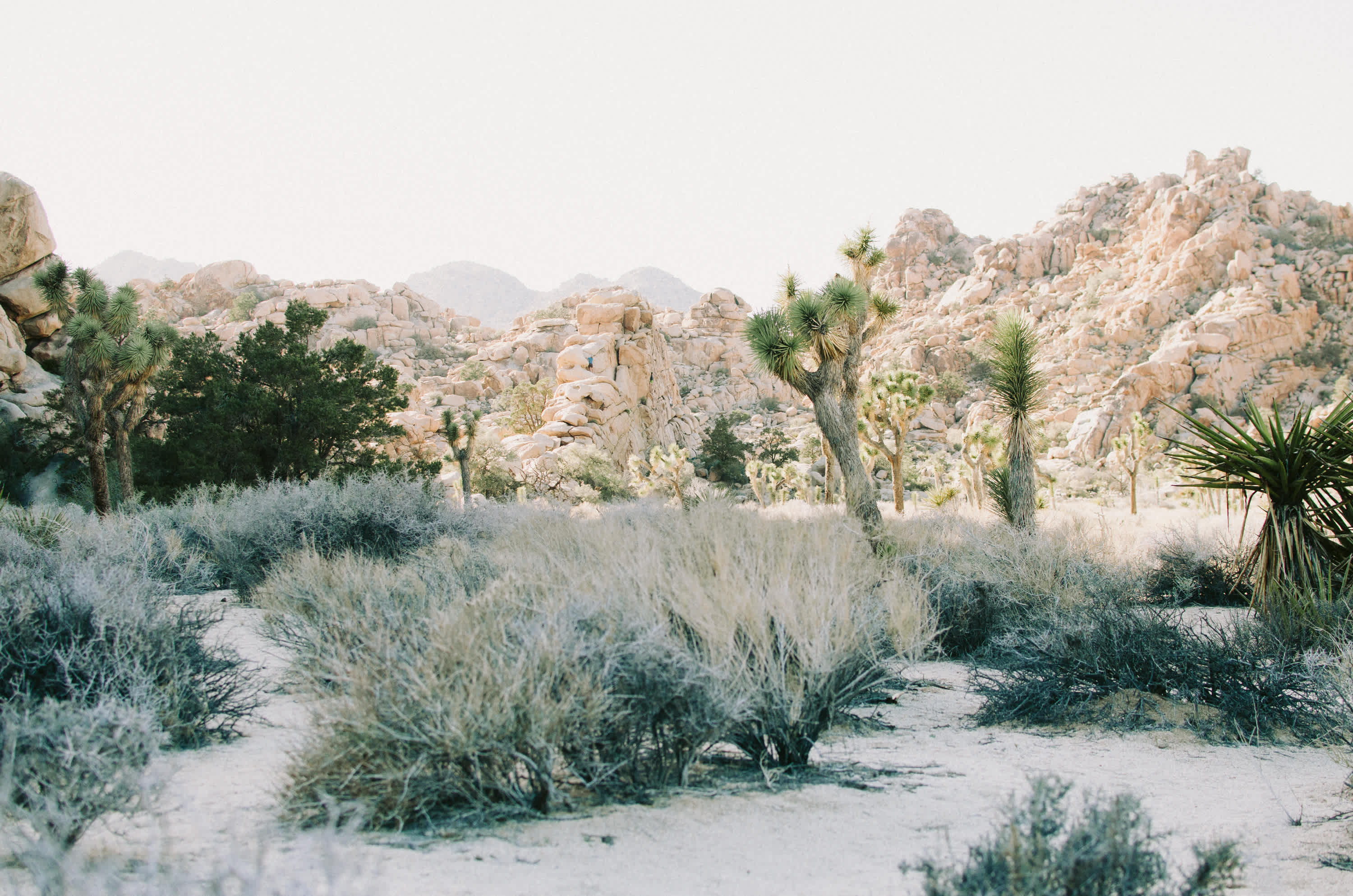 Joshua Tree National Park