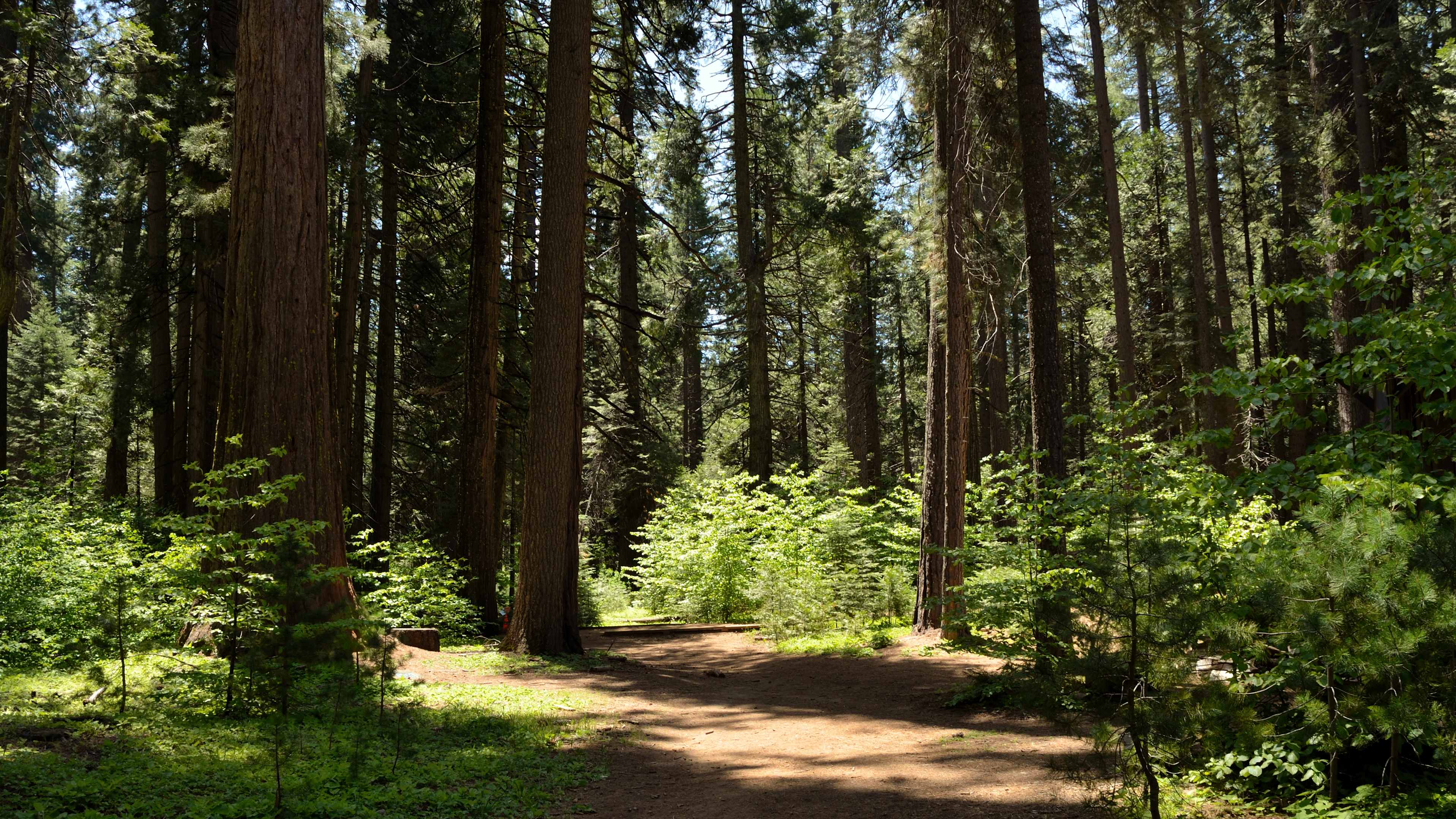 Calaveras Big Trees State Park