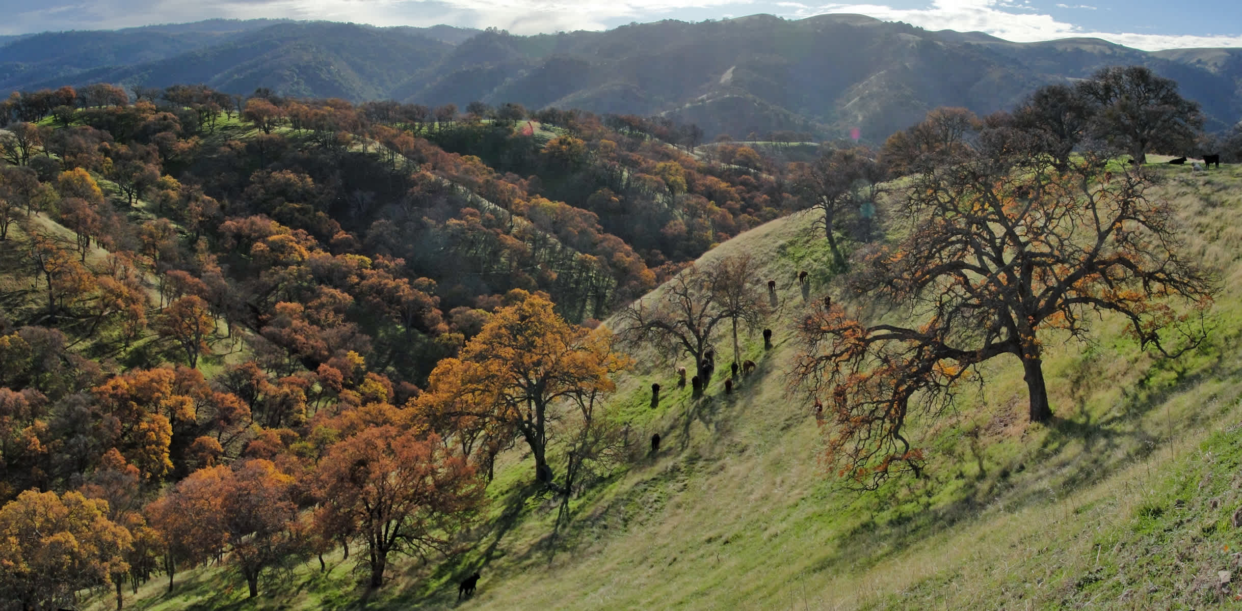 Del Valle Regional Park