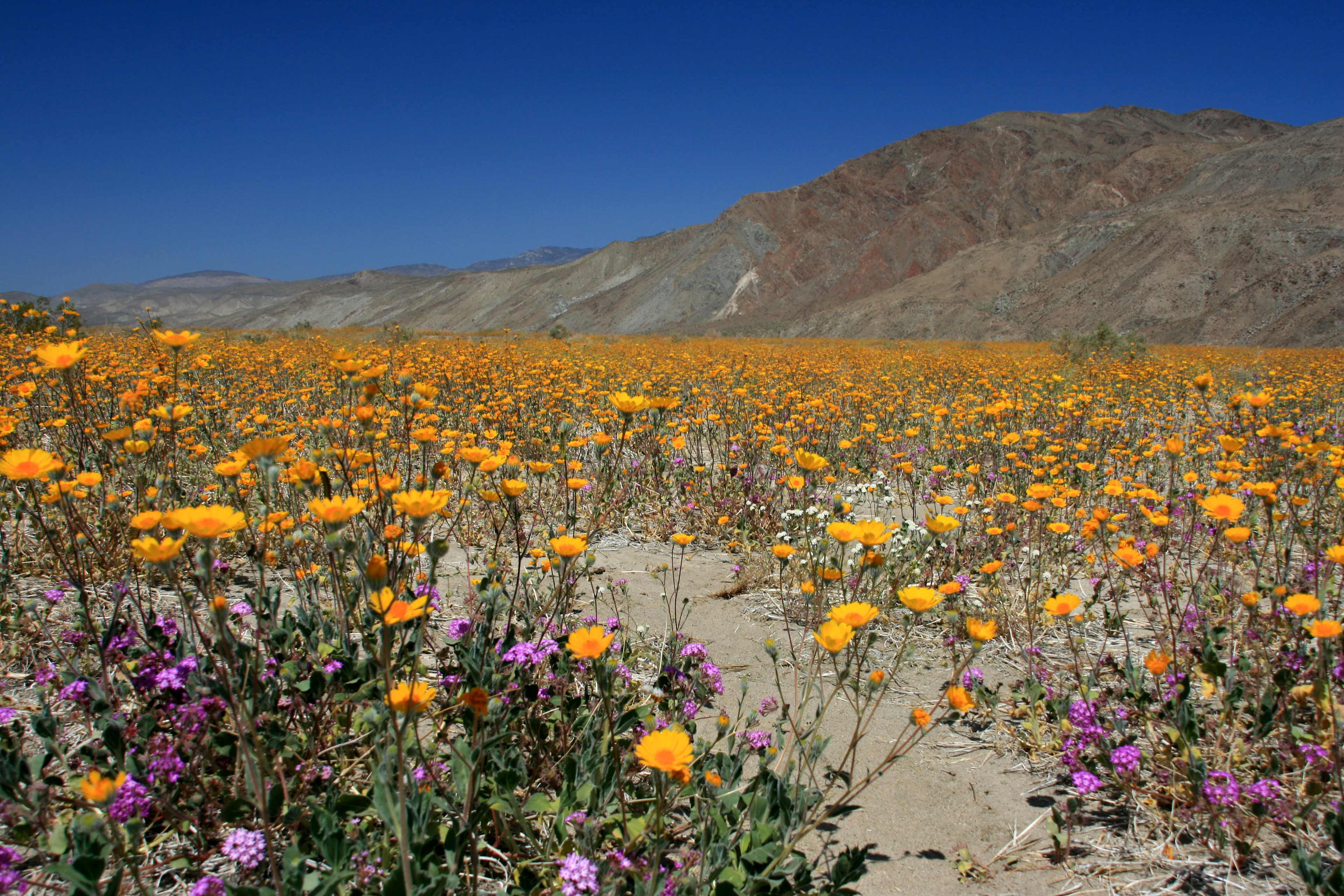 Anza-Borrego Desert State Park