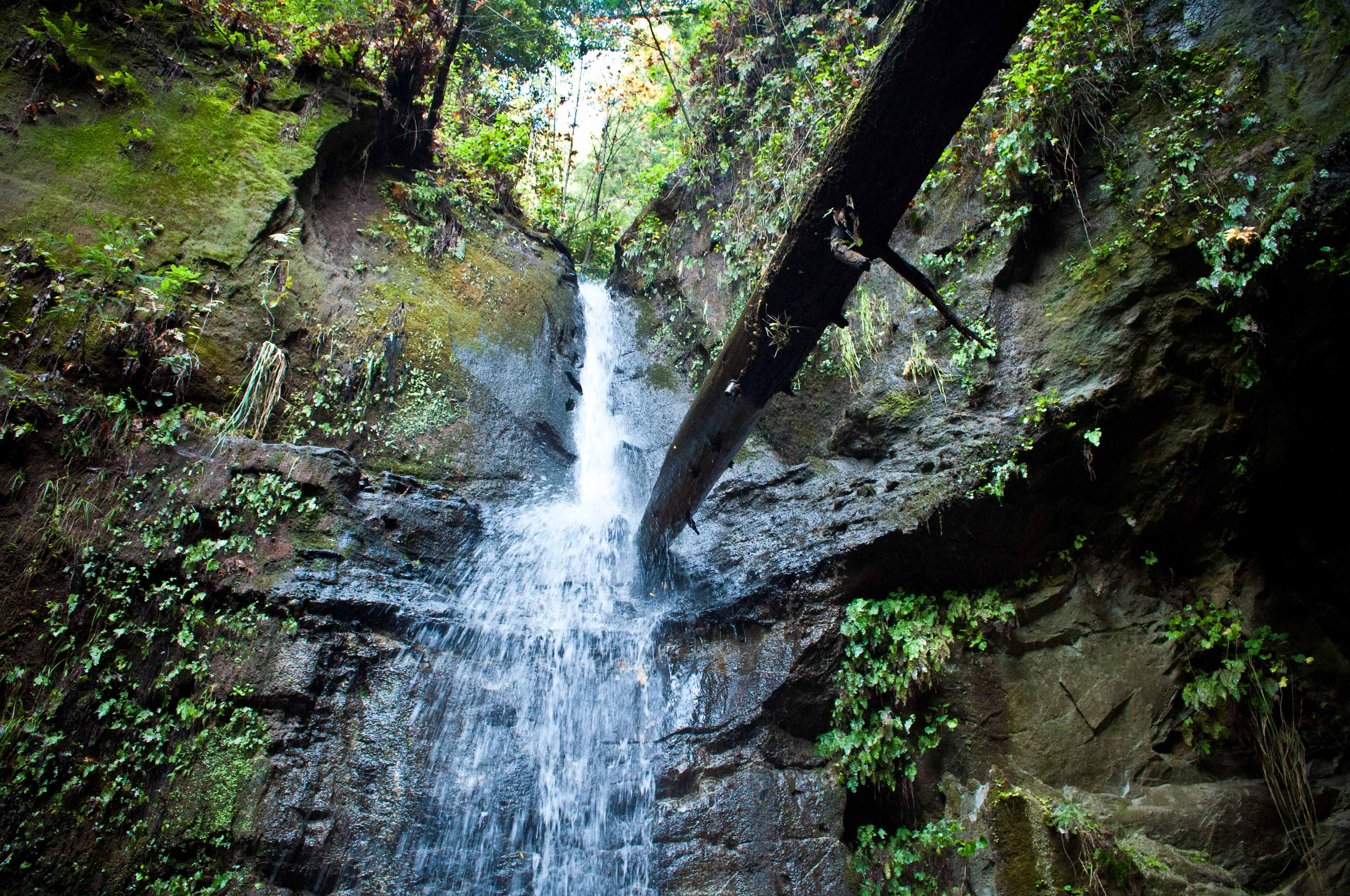 The Forest of Nisene Marks State Park