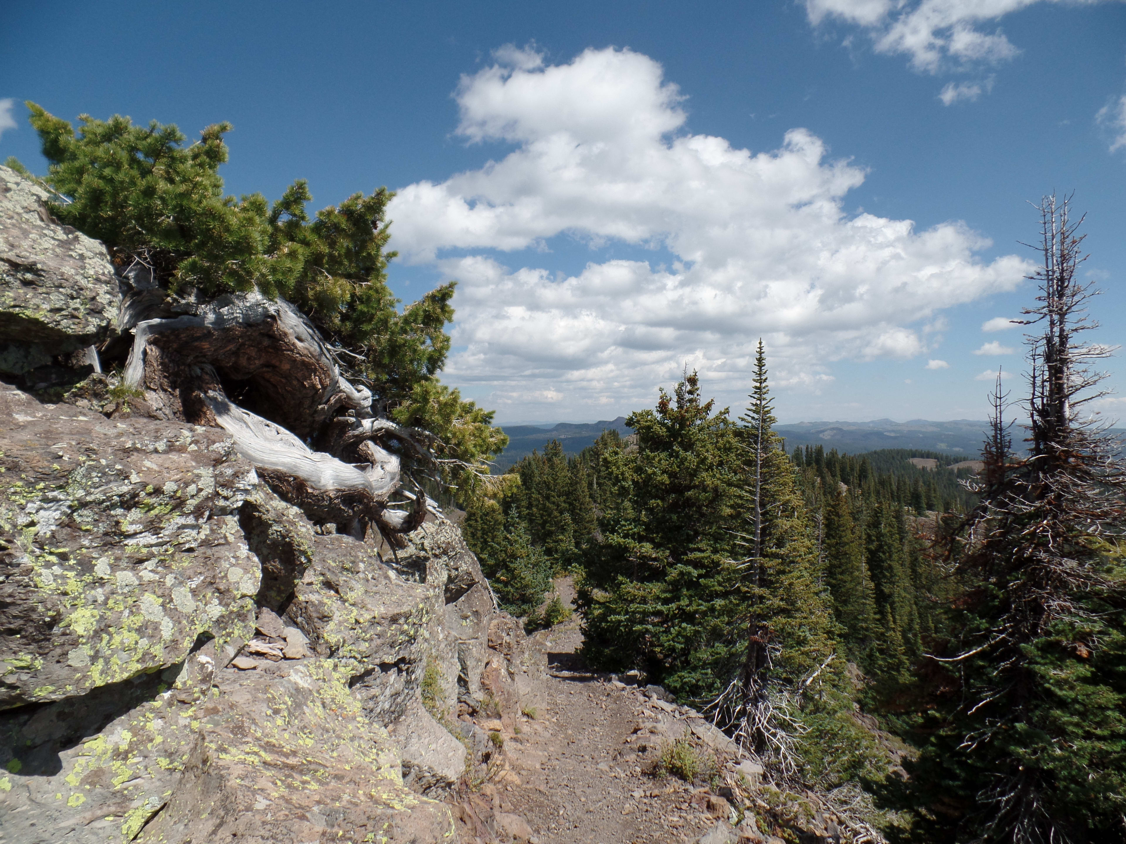 Grand Mesa National Forest