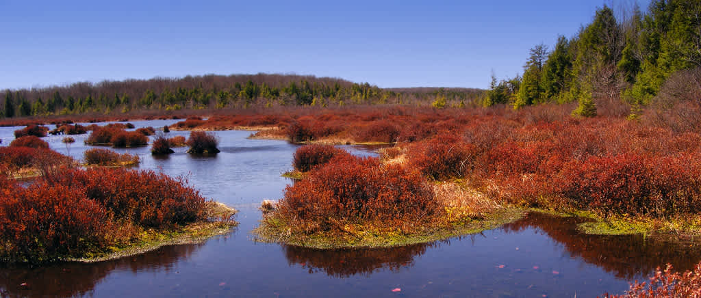 Black Moshannon State Park