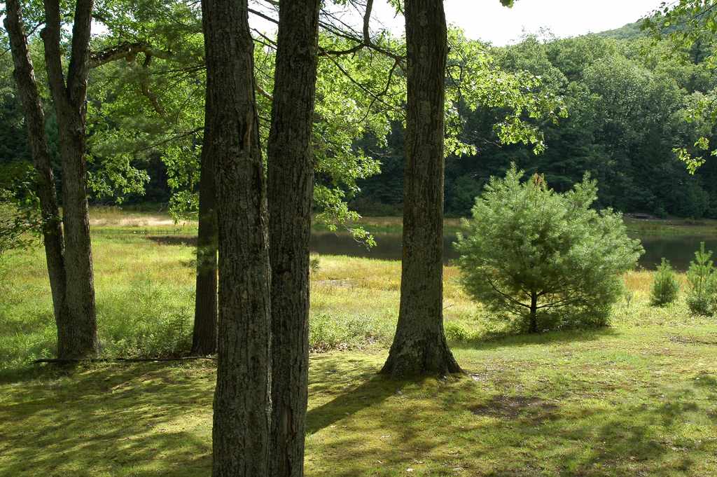 Penn-Roosevelt State Park