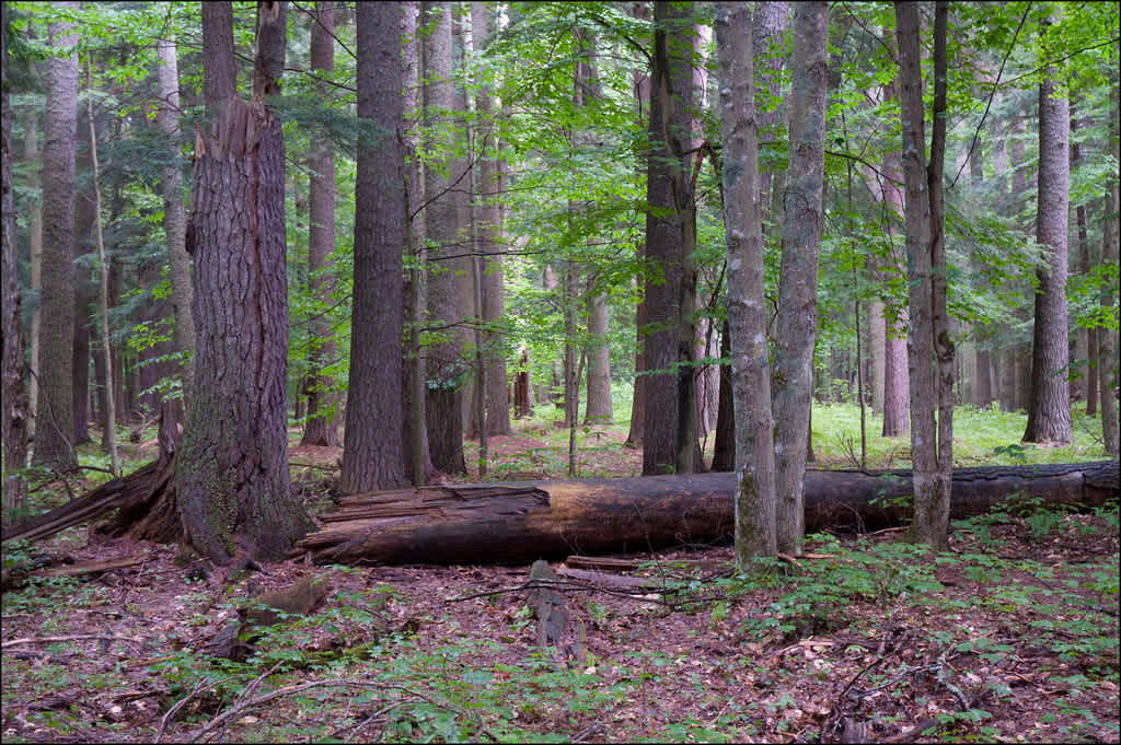 Cook Forest State Park