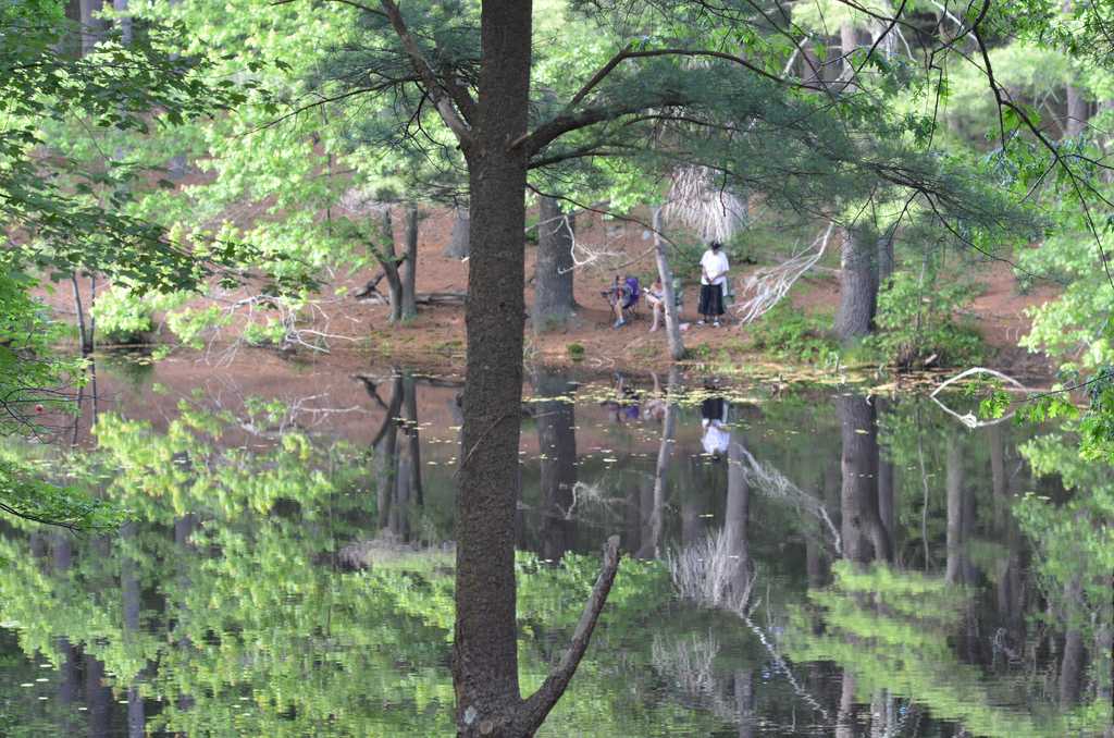 Harold Parker State Forest