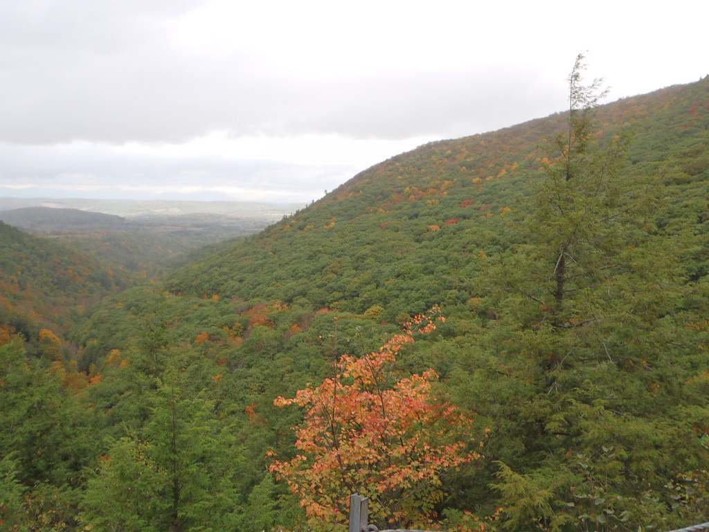 Tolland State Forest