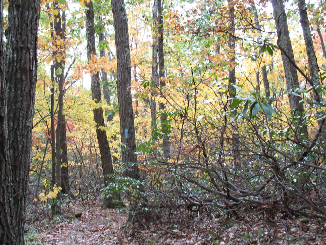 Tunxis State Forest