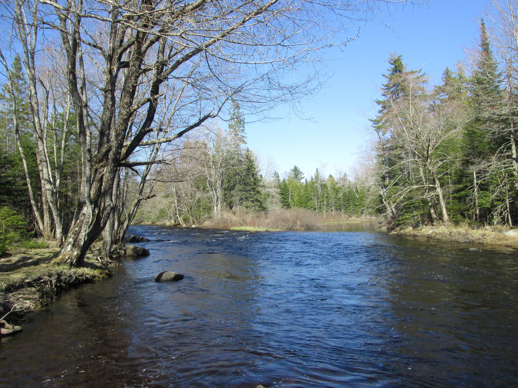 Machias River Corridor