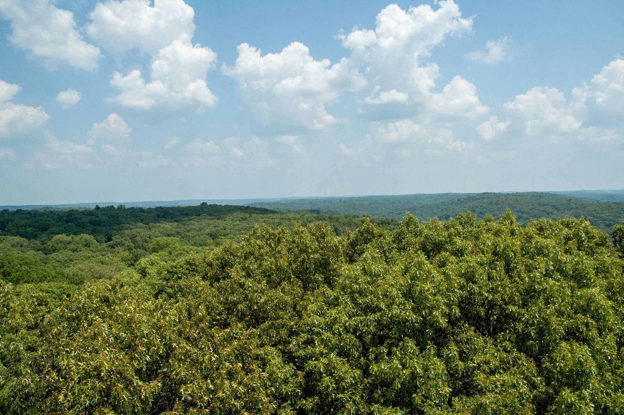 Martin State Forest