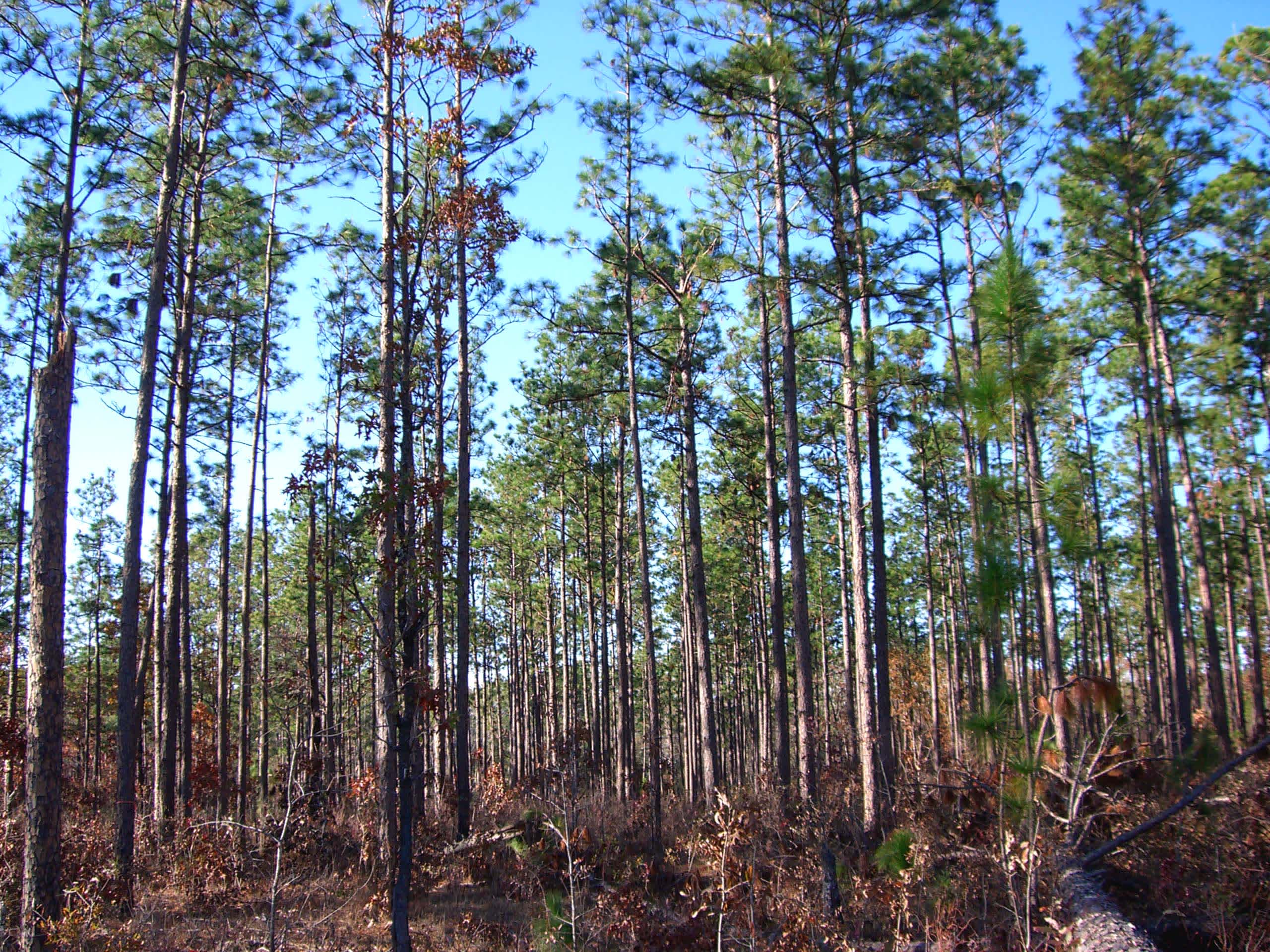 De Soto National Forest