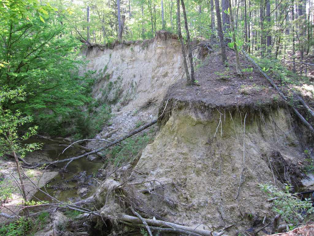 Homochitto National Forest